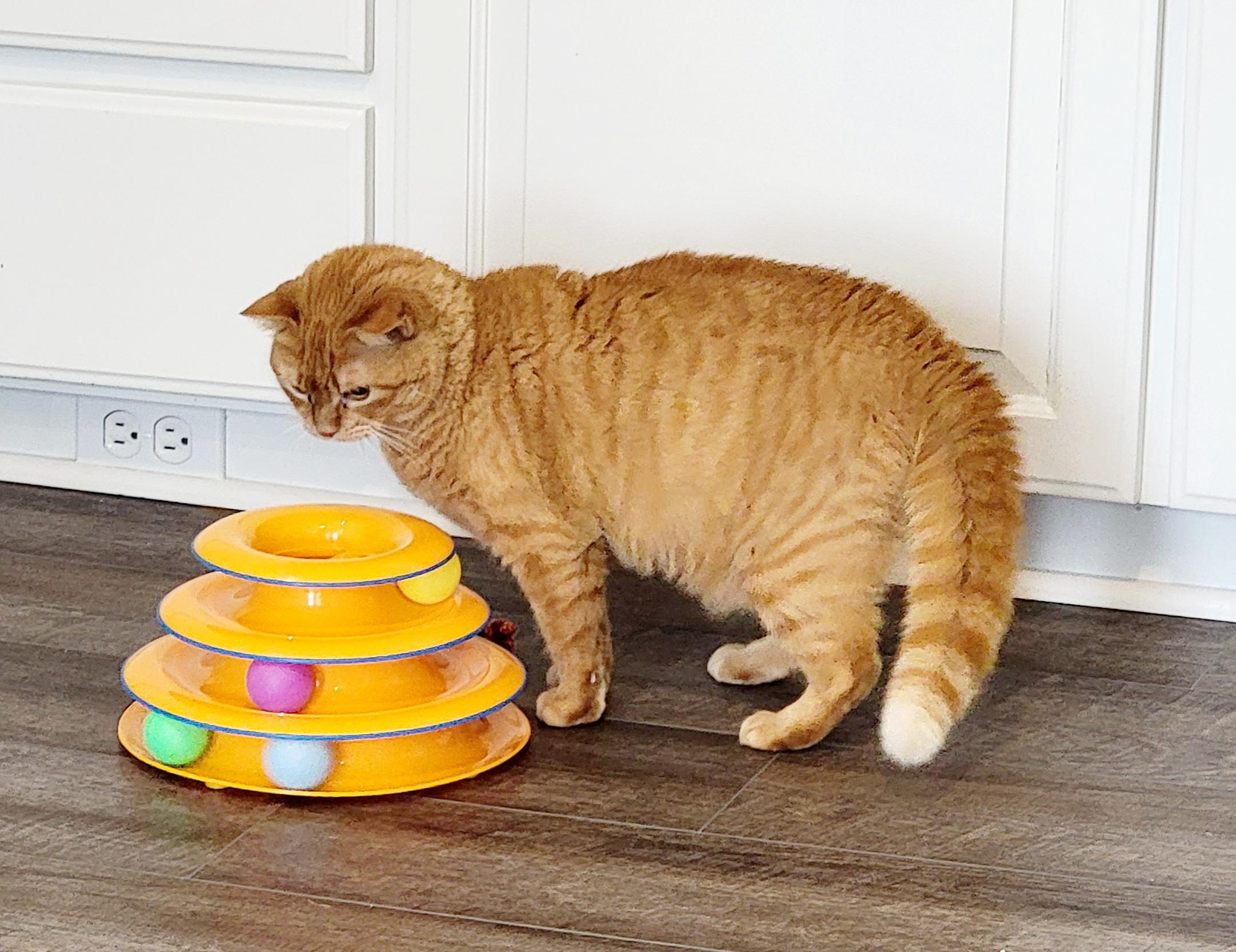 Pumpkin Spice, an adoptable American Shorthair in Bertram, TX, 78605 | Photo Image 3