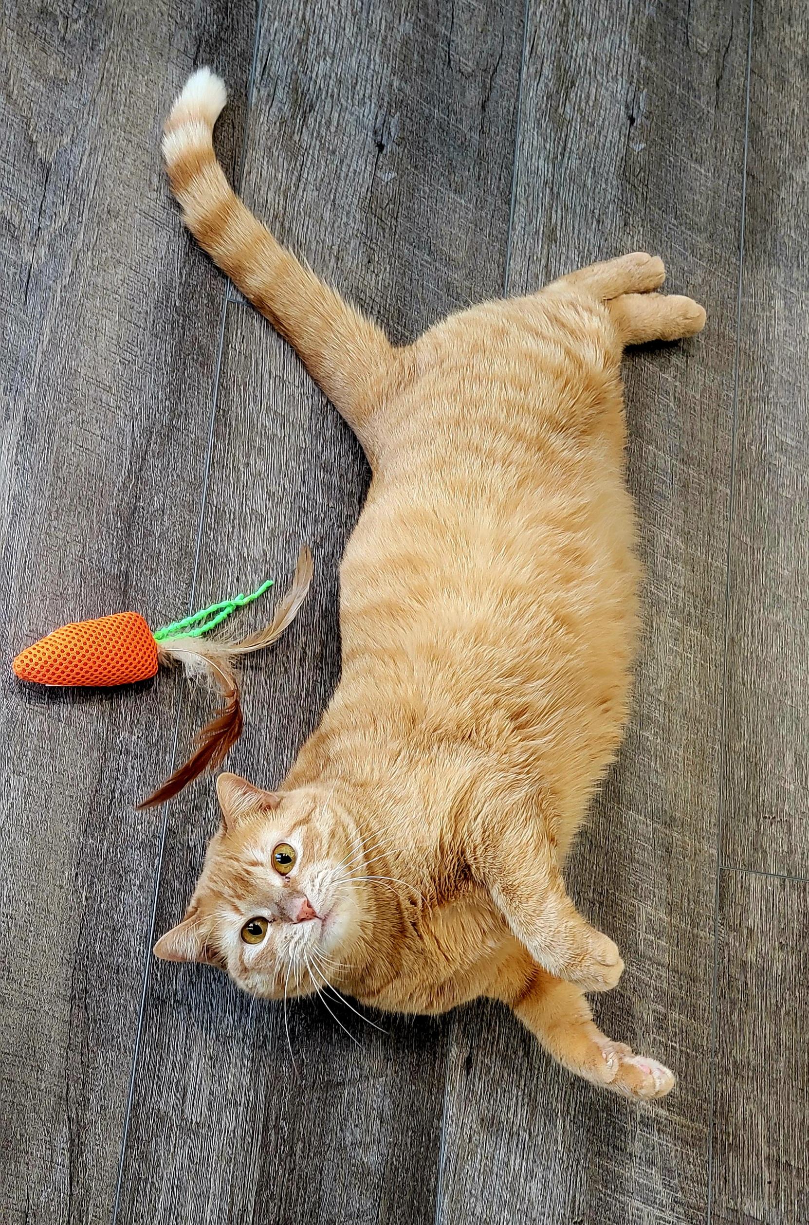 Pumpkin Spice, a Adoptable American Shorthair in Bertram, TX image 4/4