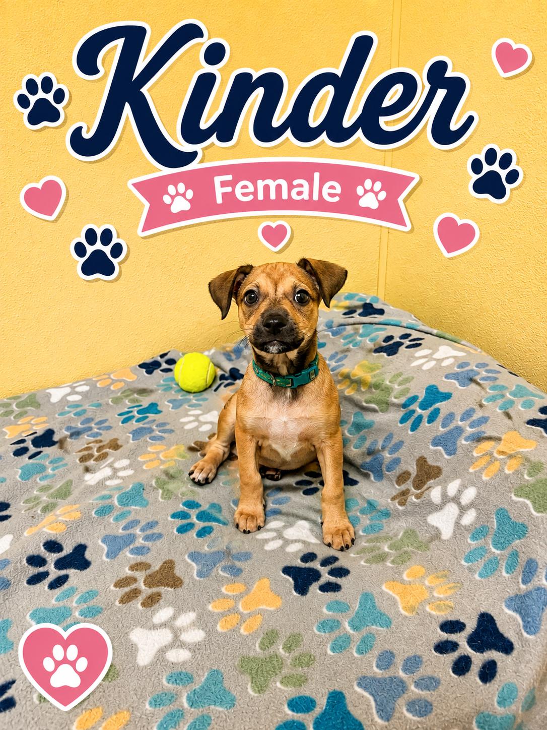 Kinder, adoptable, Puppy Female Chihuahua.
