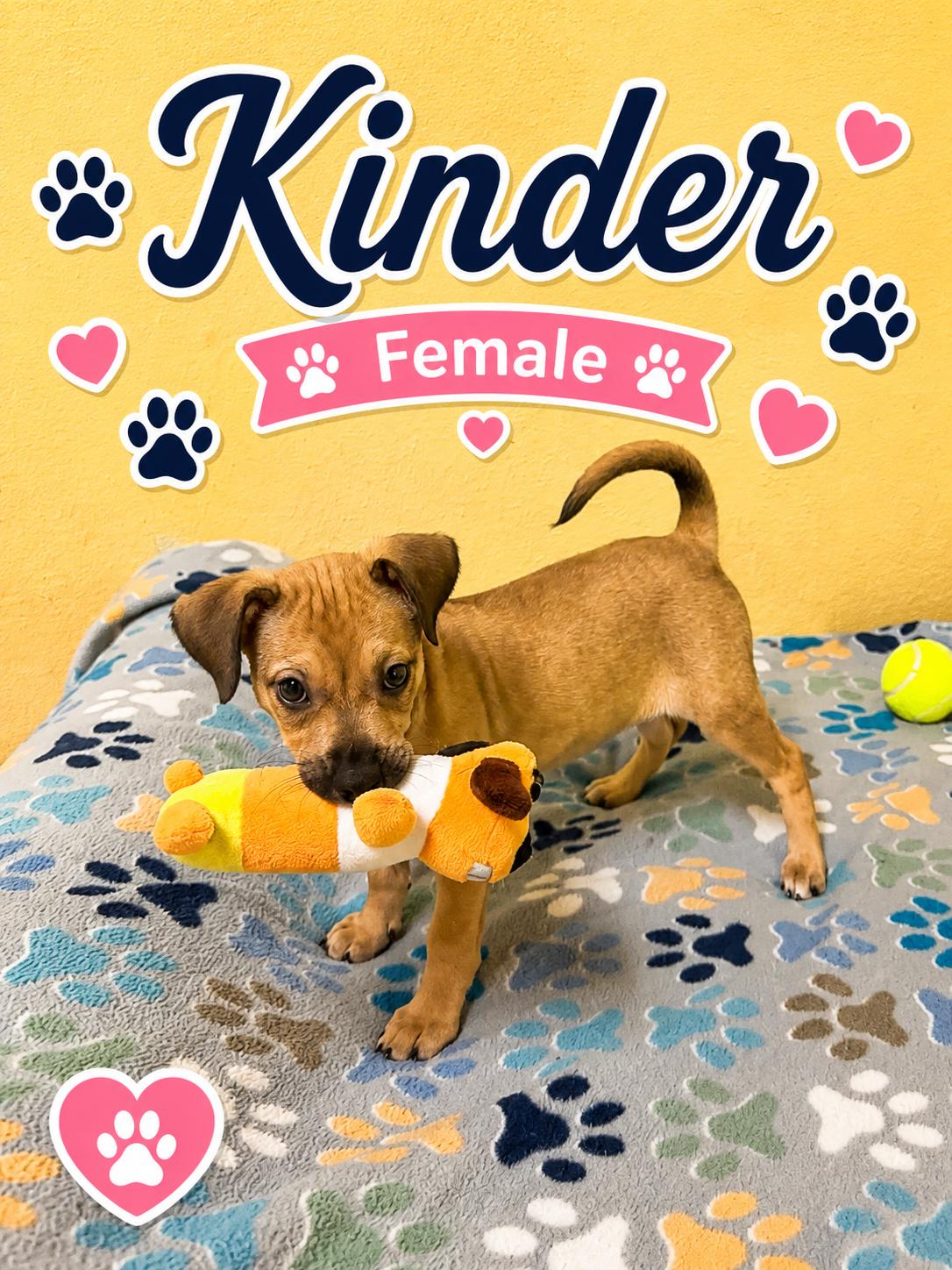 Enlarge Kinder, an adoptable mixed breed in Douglas, MA image 4/4