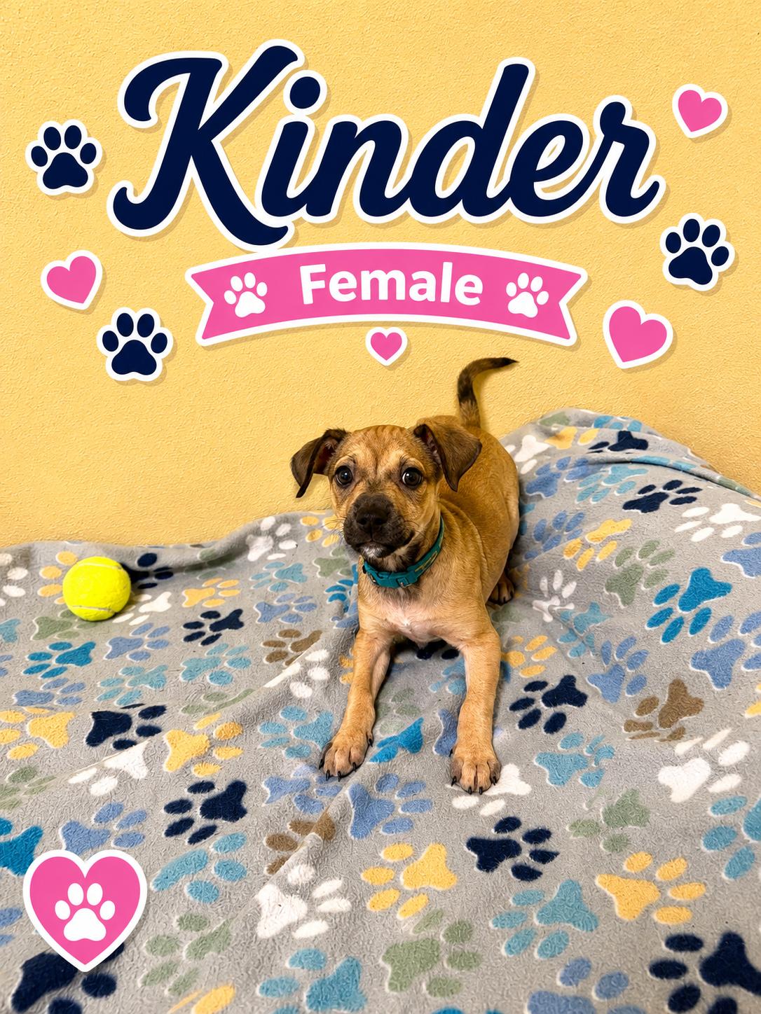 Enlarge Kinder, an adoptable mixed breed in Douglas, MA image 3/4