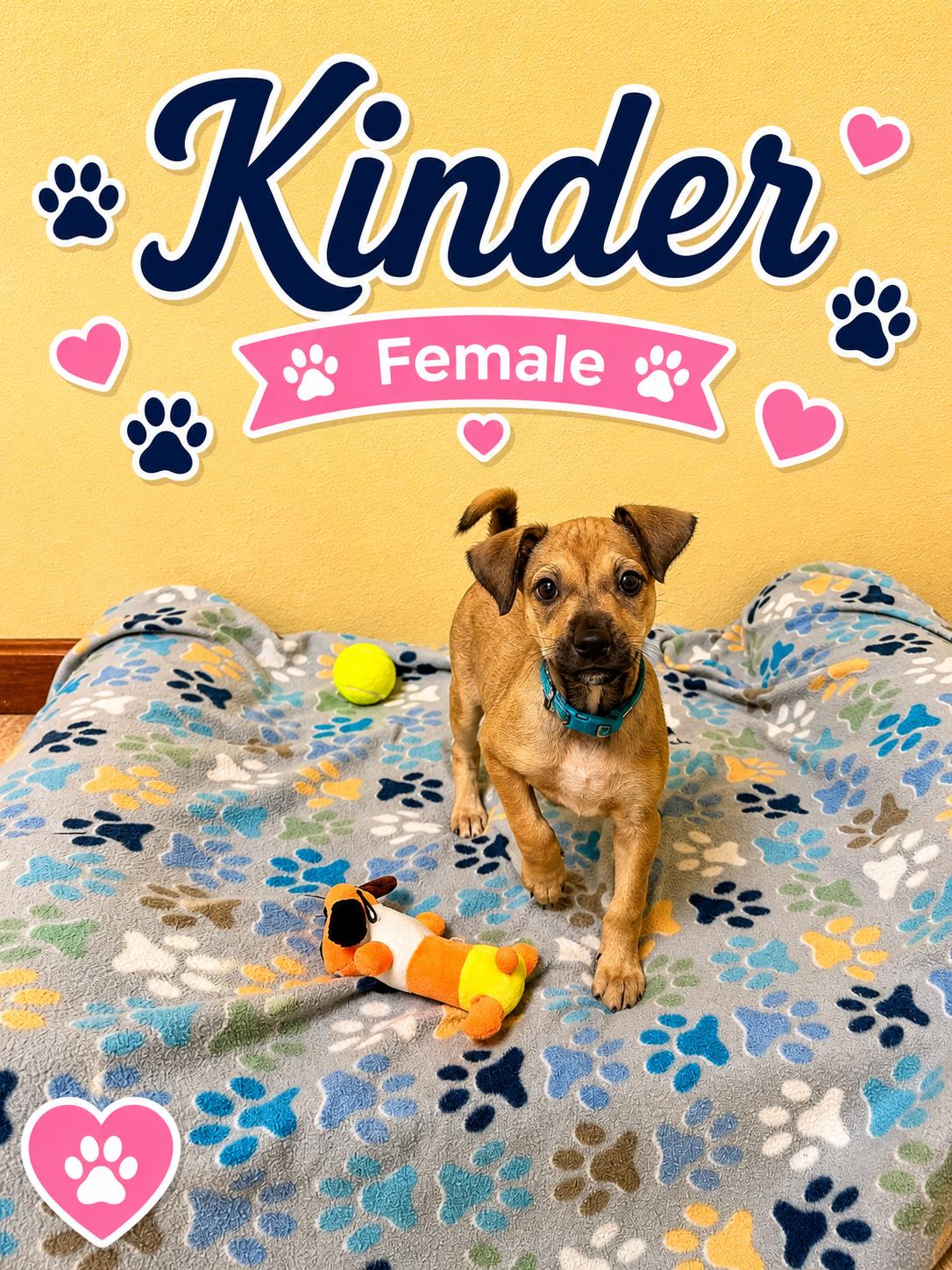 Enlarge Kinder, an adoptable mixed breed in Douglas, MA image 2/4