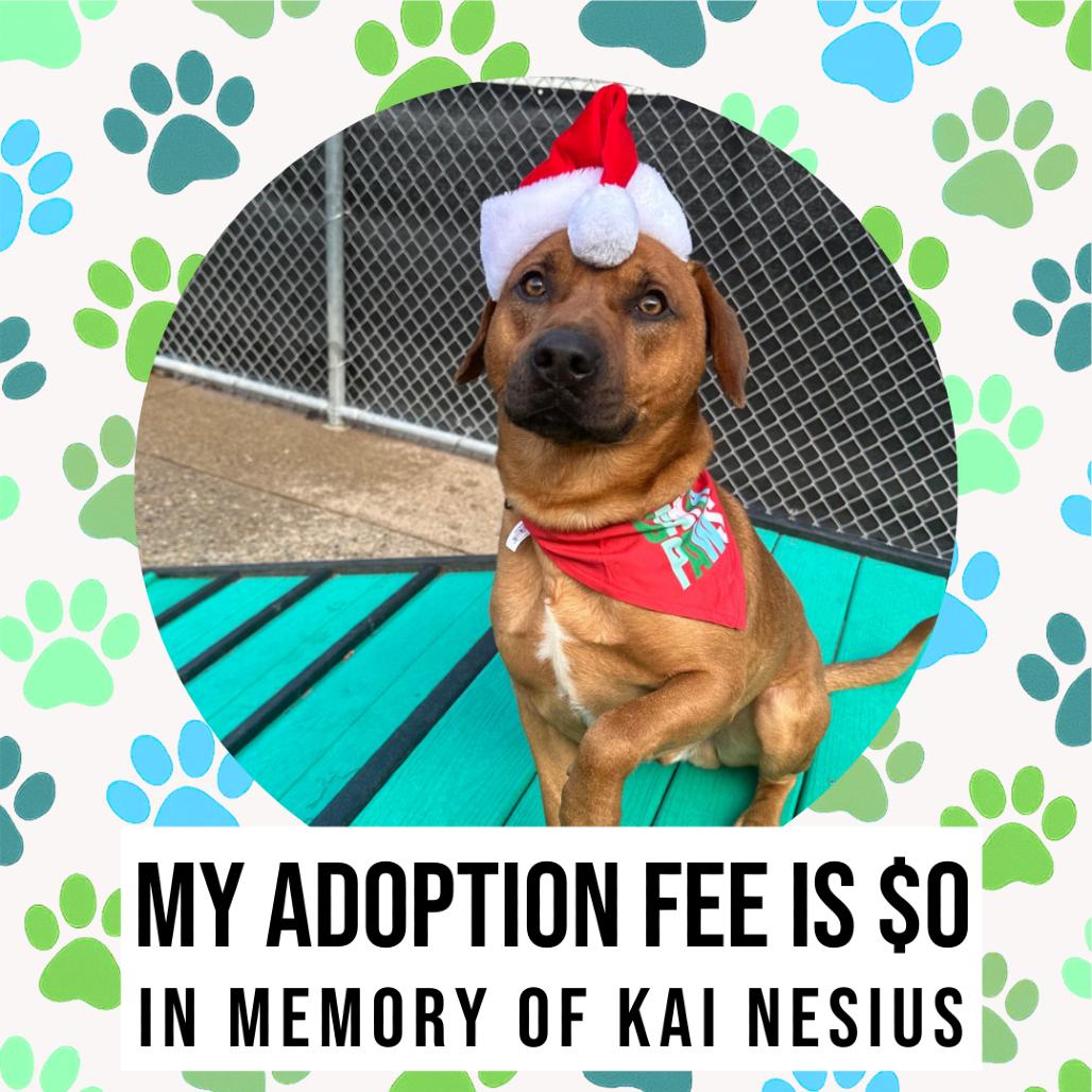 Toby, Adoptable, Adult Male Mixed Breed.