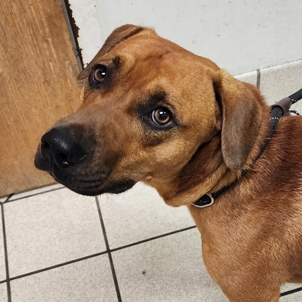 Enlarge Toby, a Adoptable Mixed Breed in Charleston, WV image 2/6