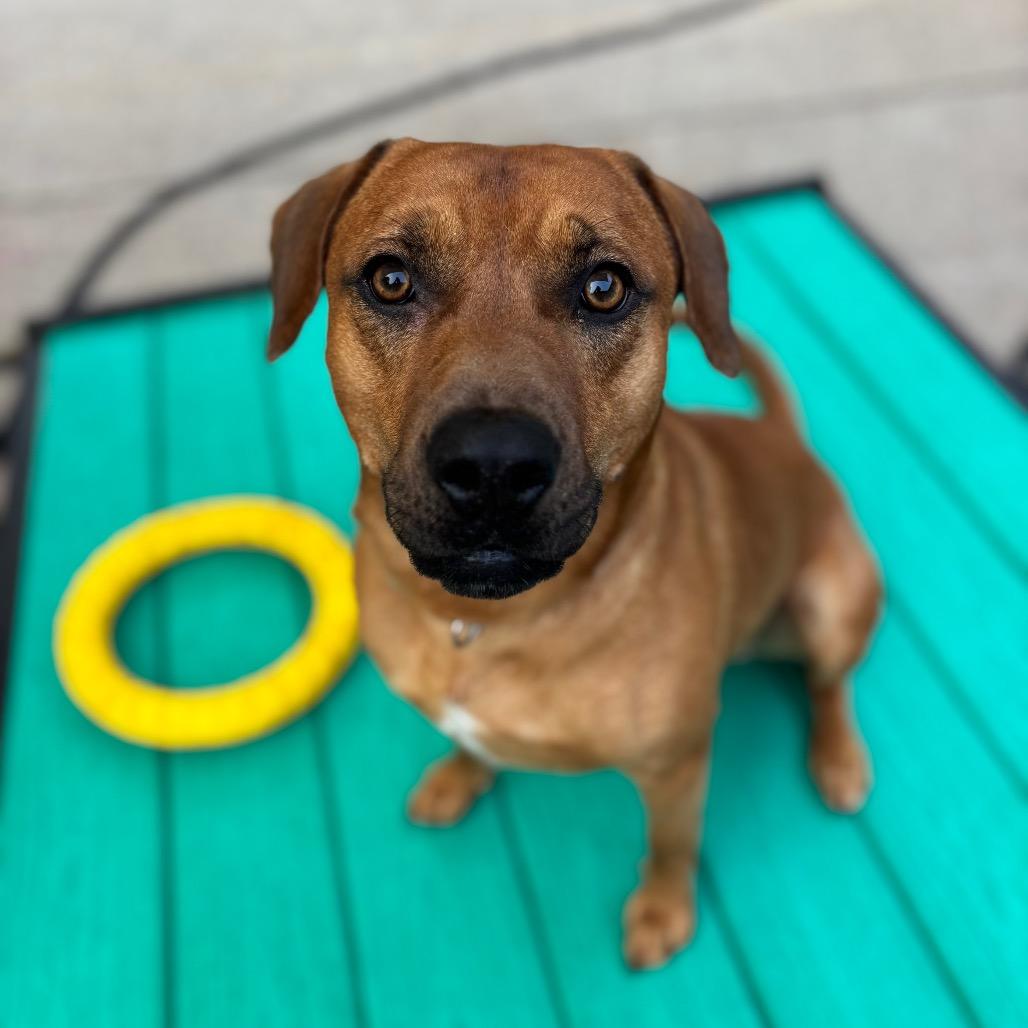 Enlarge Toby, a Adoptable Mixed Breed in Charleston, WV image 5/6