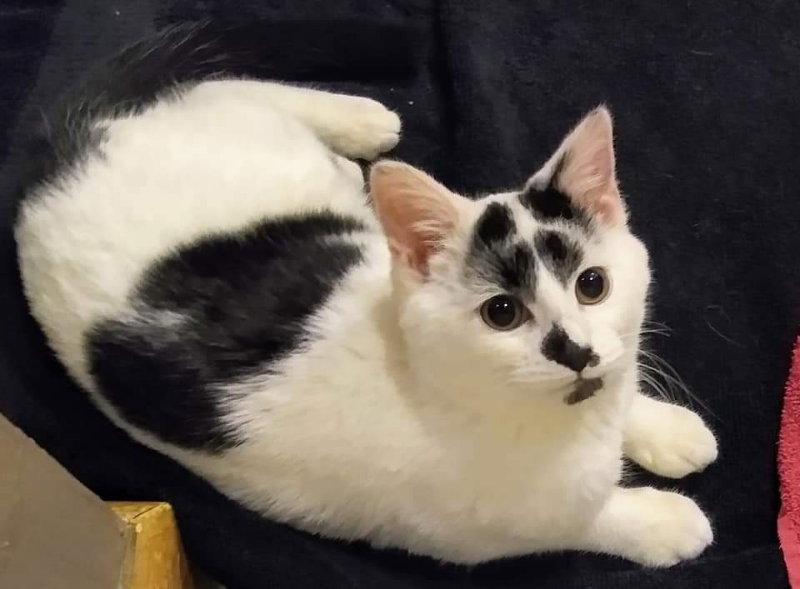 Enlarge Rolly Mac, a Adoptable Domestic Short Hair in Delran, NJ image 1/1