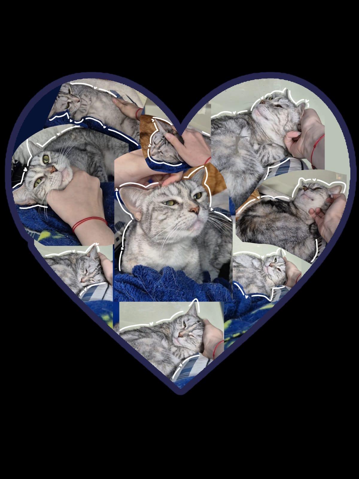 Enlarge Foxy lady, a Adoptable Domestic Short Hair in Lauderhill, FL image 2/5