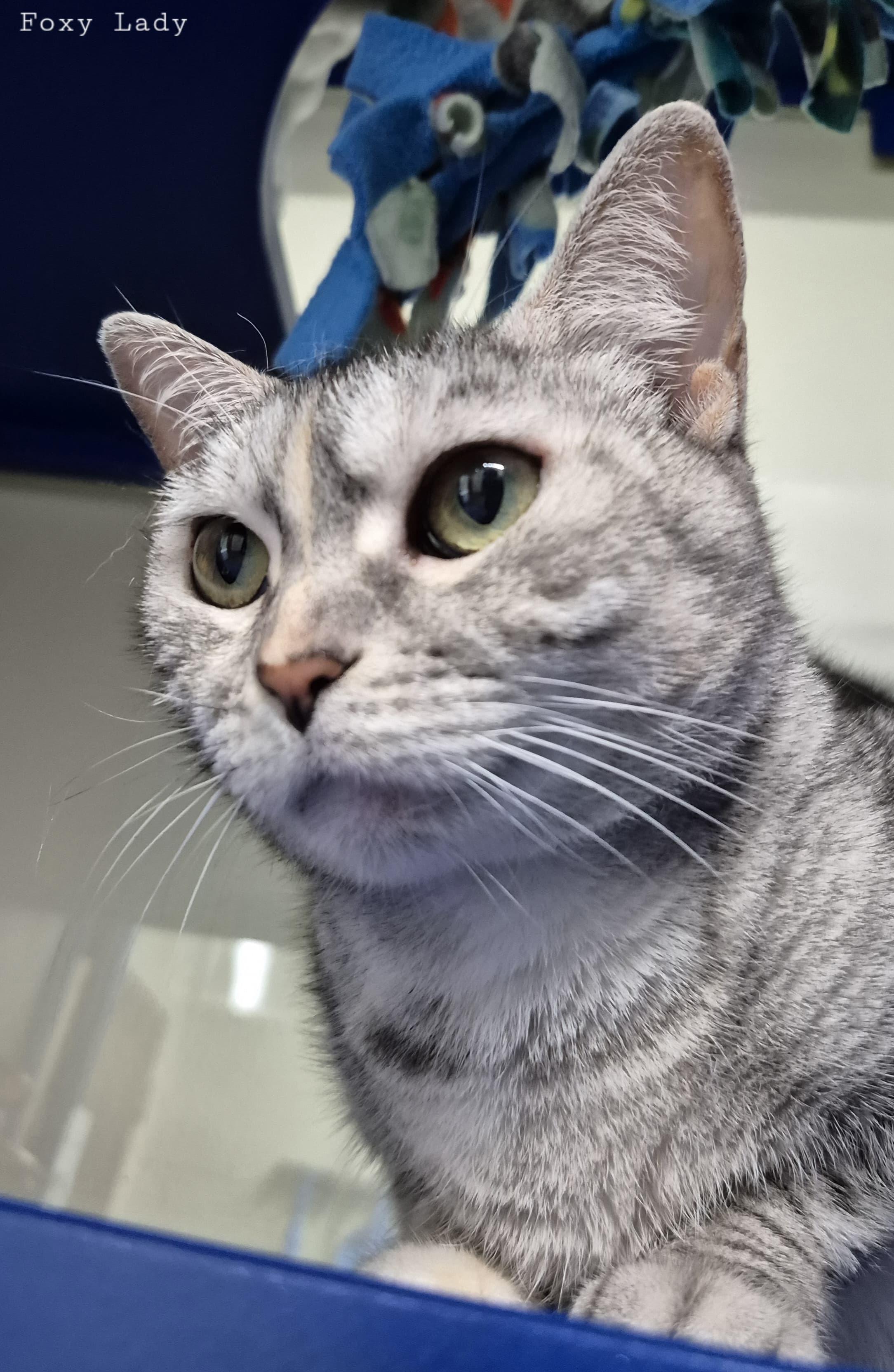 Enlarge Foxy lady, a Adoptable Domestic Short Hair in Lauderhill, FL image 3/5