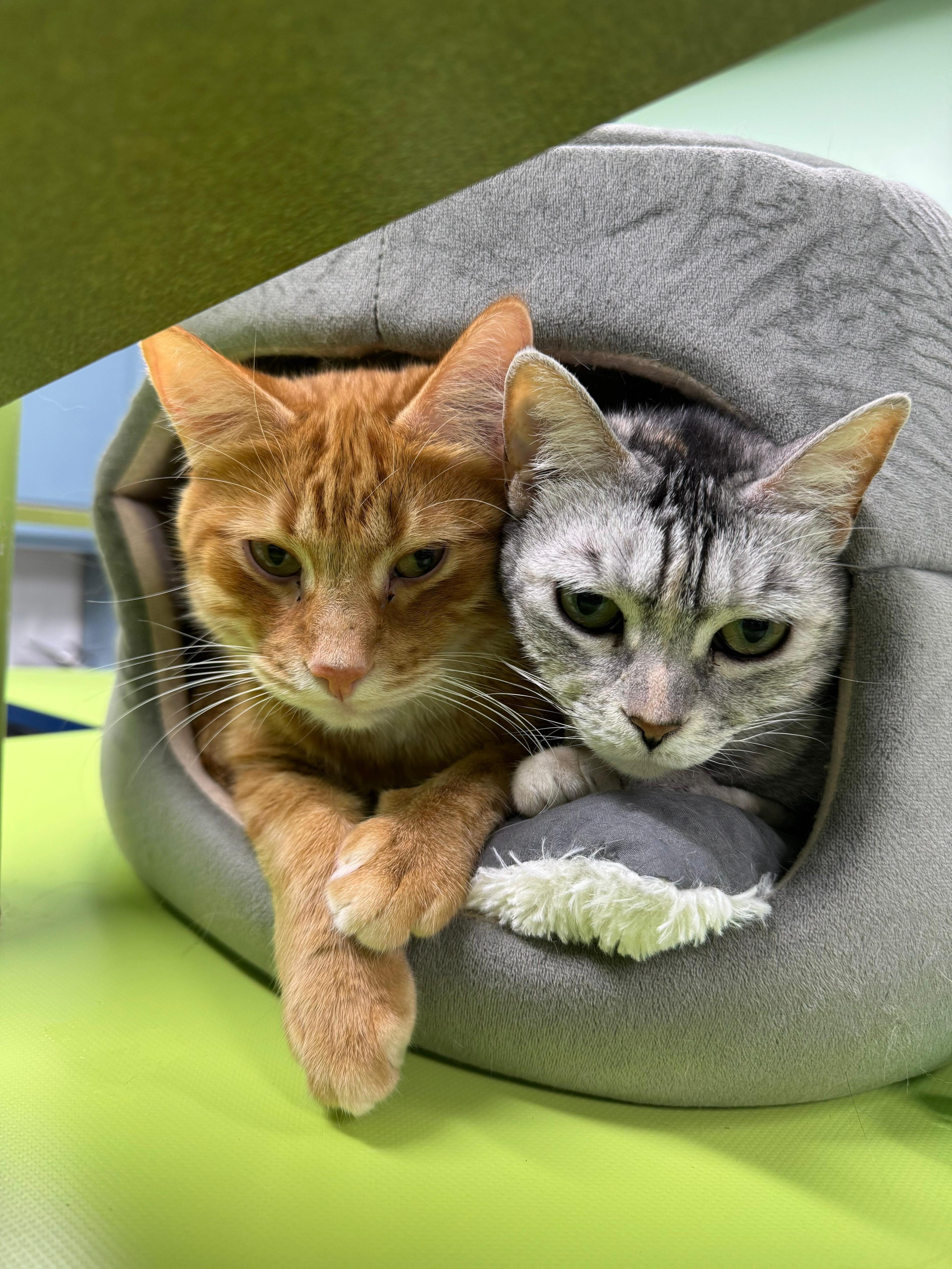 Enlarge Foxy lady, a Adoptable Domestic Short Hair in Lauderhill, FL image 2/6