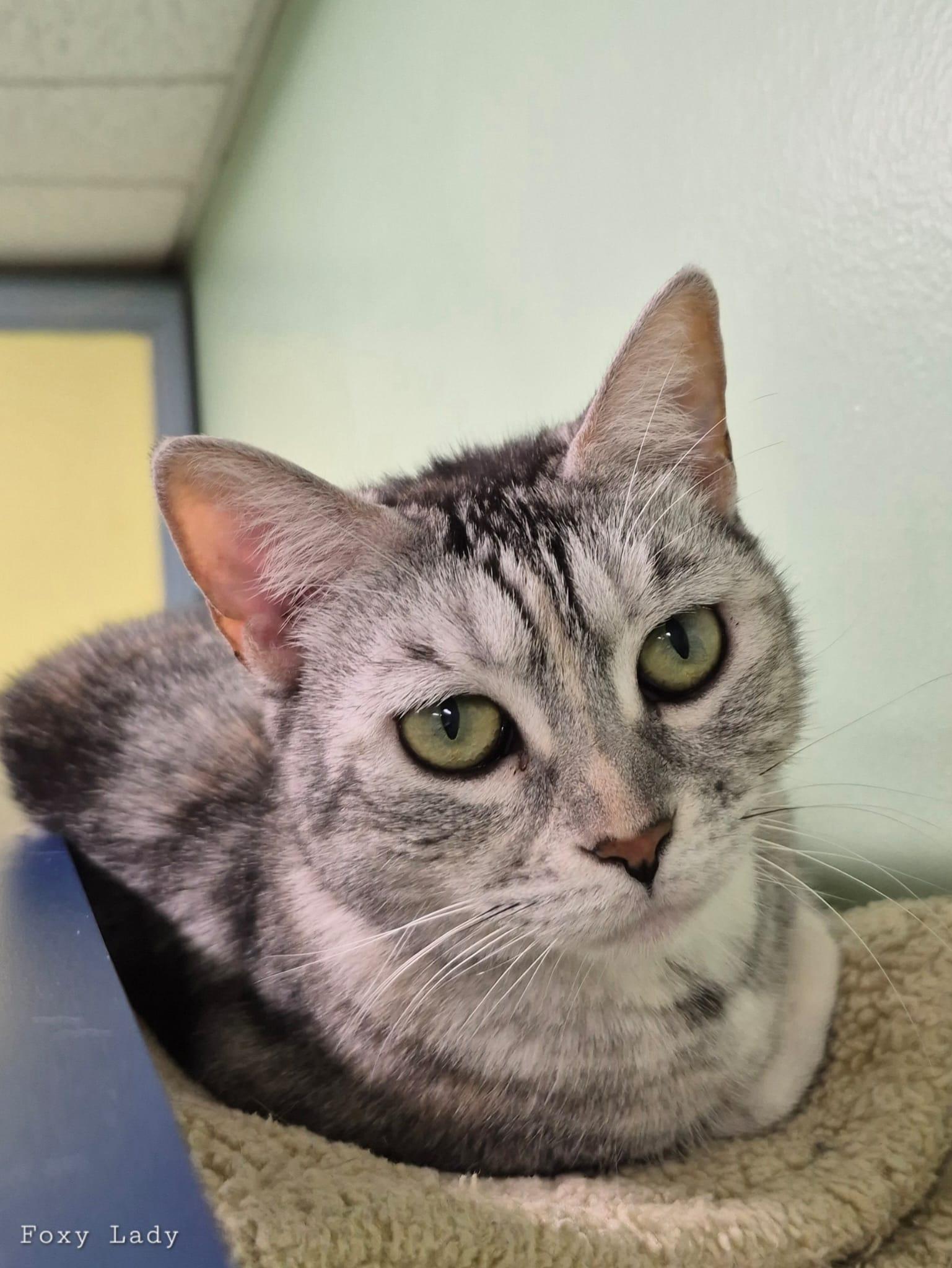 Enlarge Foxy lady, a Adoptable Domestic Short Hair in Lauderhill, FL image 4/6