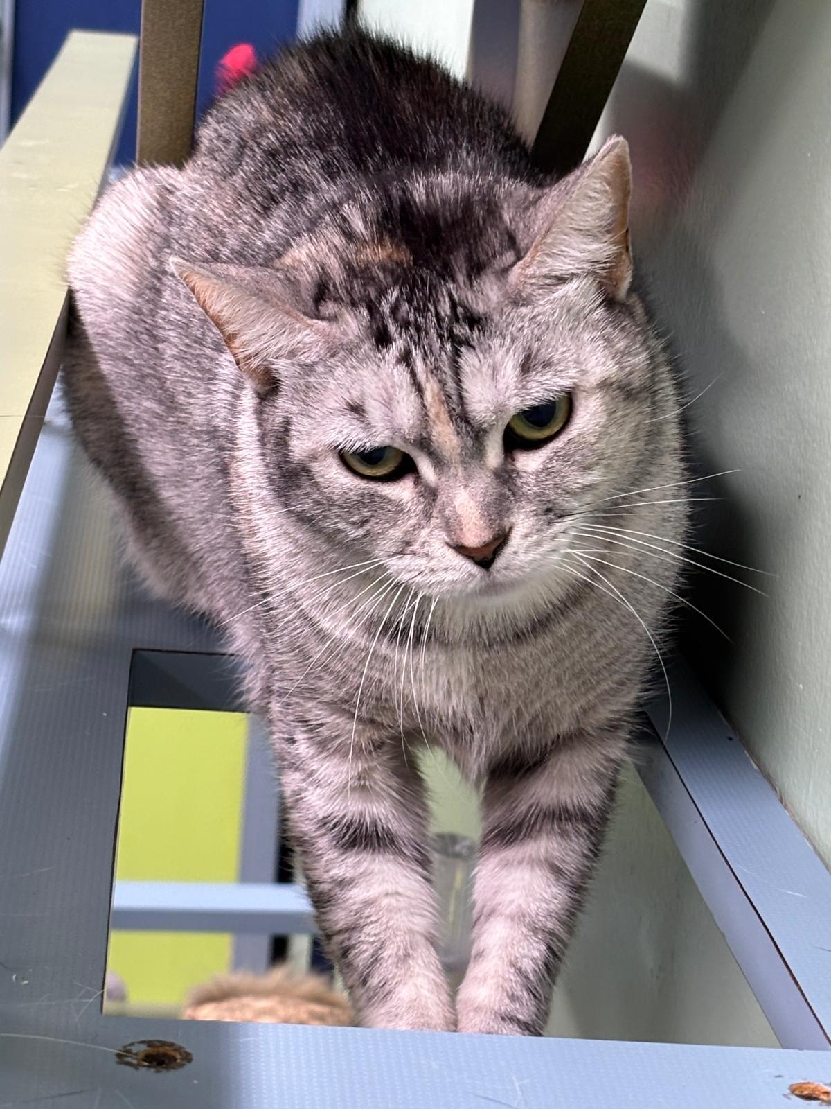 Enlarge Foxy lady, a Adoptable Domestic Short Hair in Lauderhill, FL image 4/5