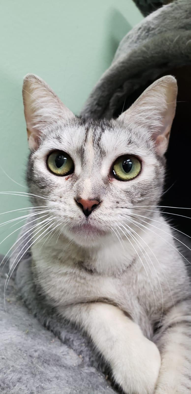 Enlarge Foxy lady, a Adoptable Domestic Short Hair in Lauderhill, FL image 5/5
