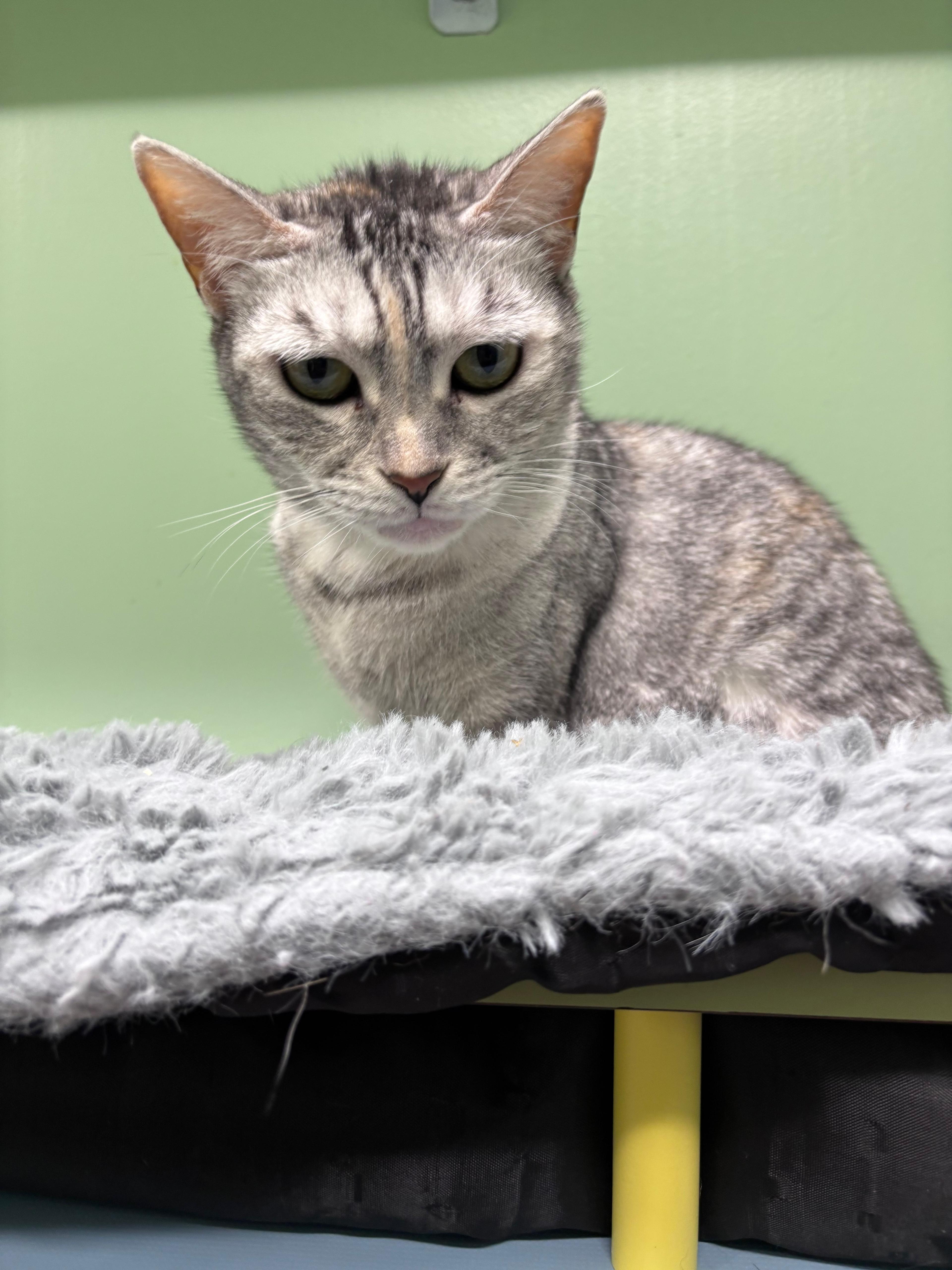 Enlarge Foxy lady, a Adoptable Domestic Short Hair in Lauderhill, FL image 5/6