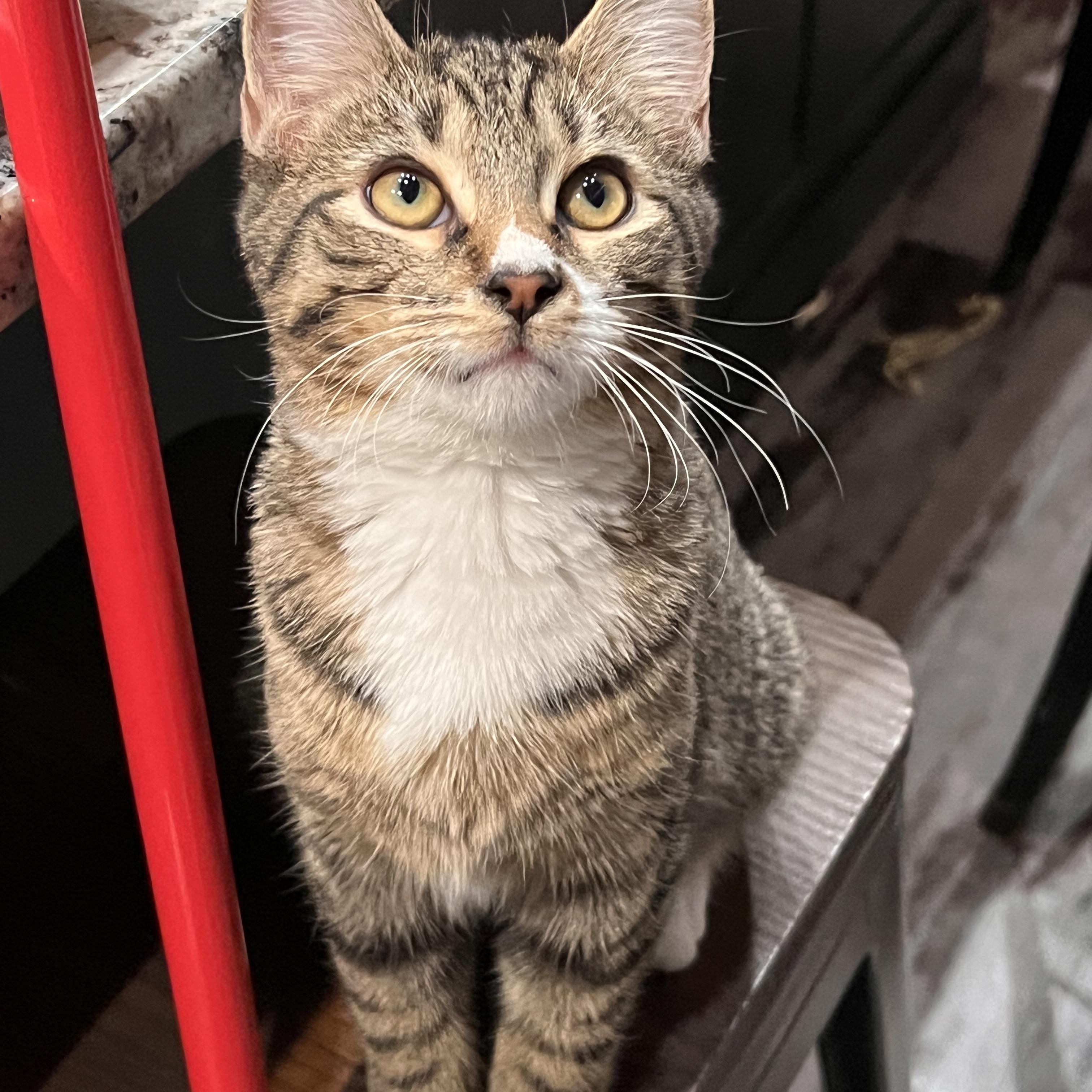 Enlarge Air Jordan, an adopted Domestic Short Hair in brant, MI image 6/6