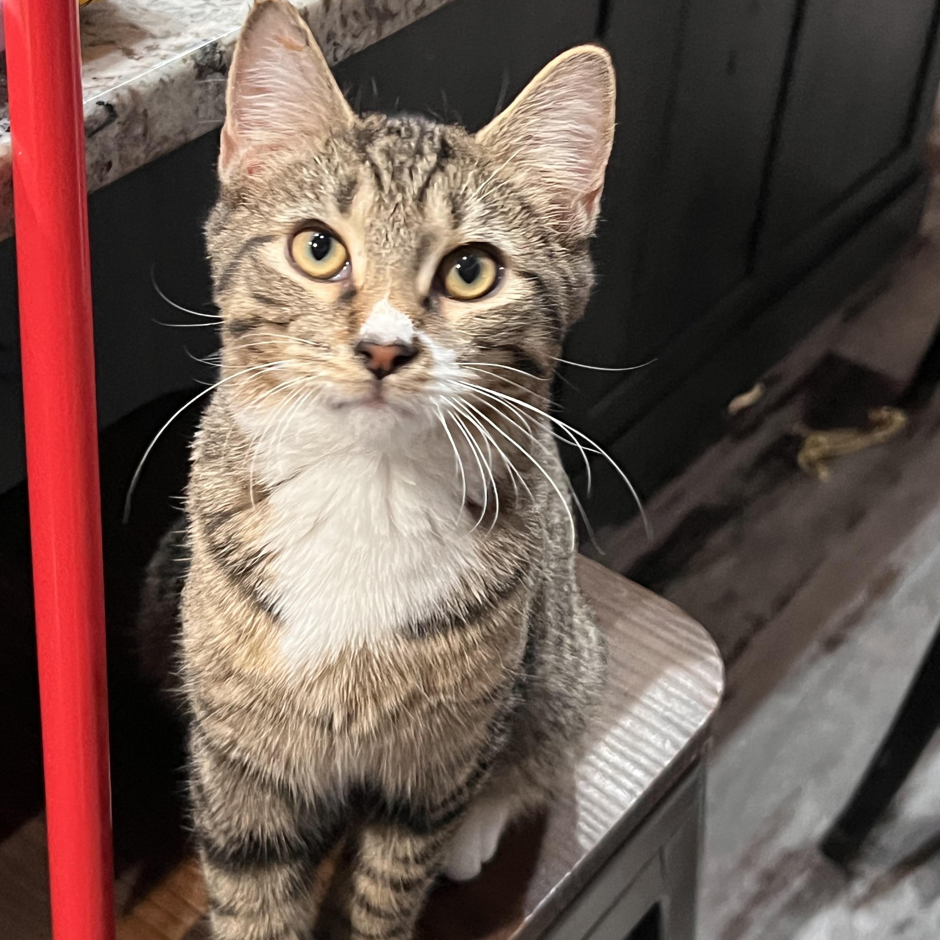 Enlarge Air Jordan, an adopted Domestic Short Hair in brant, MI image 1/6