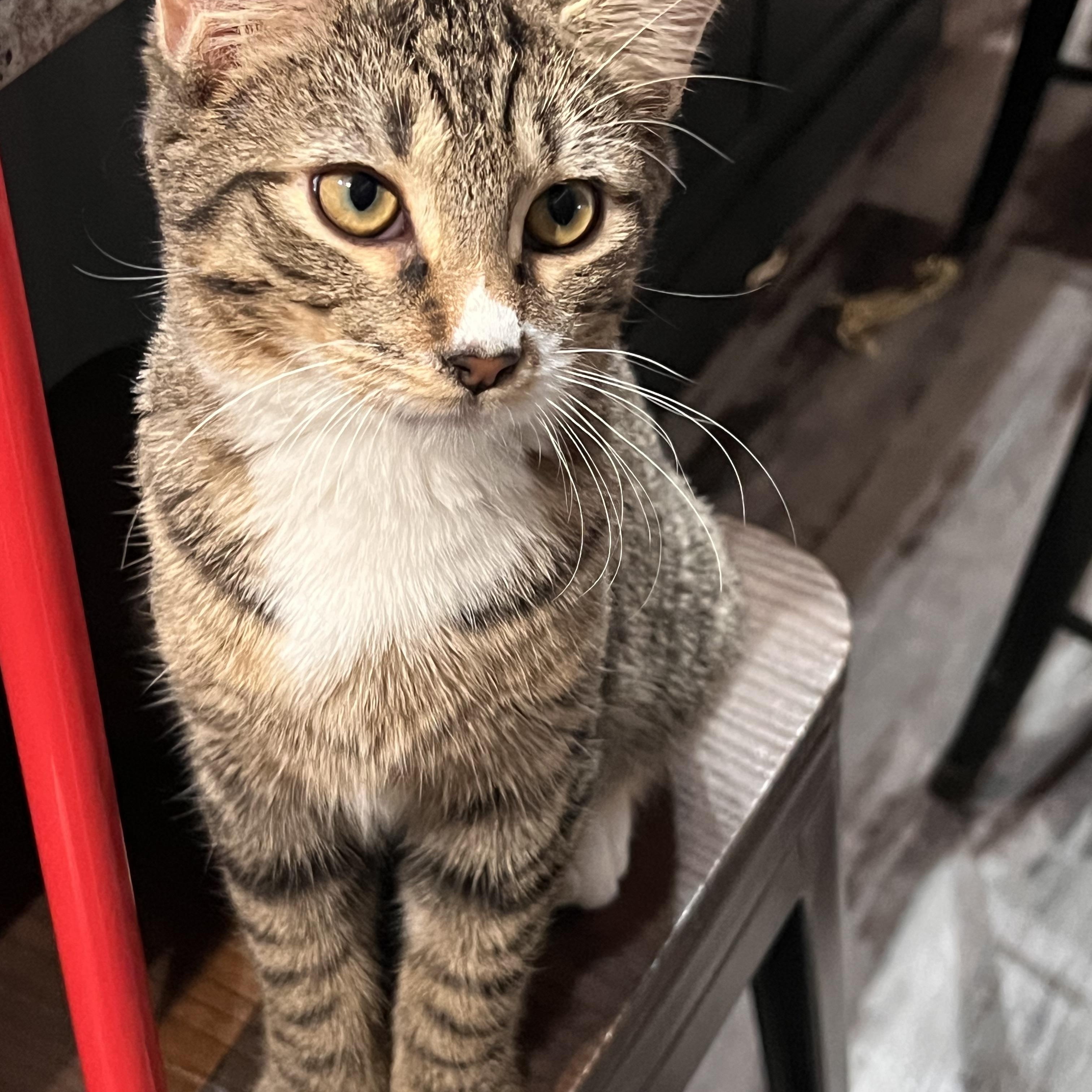 Enlarge Air Jordan, an adopted Domestic Short Hair in brant, MI image 5/6