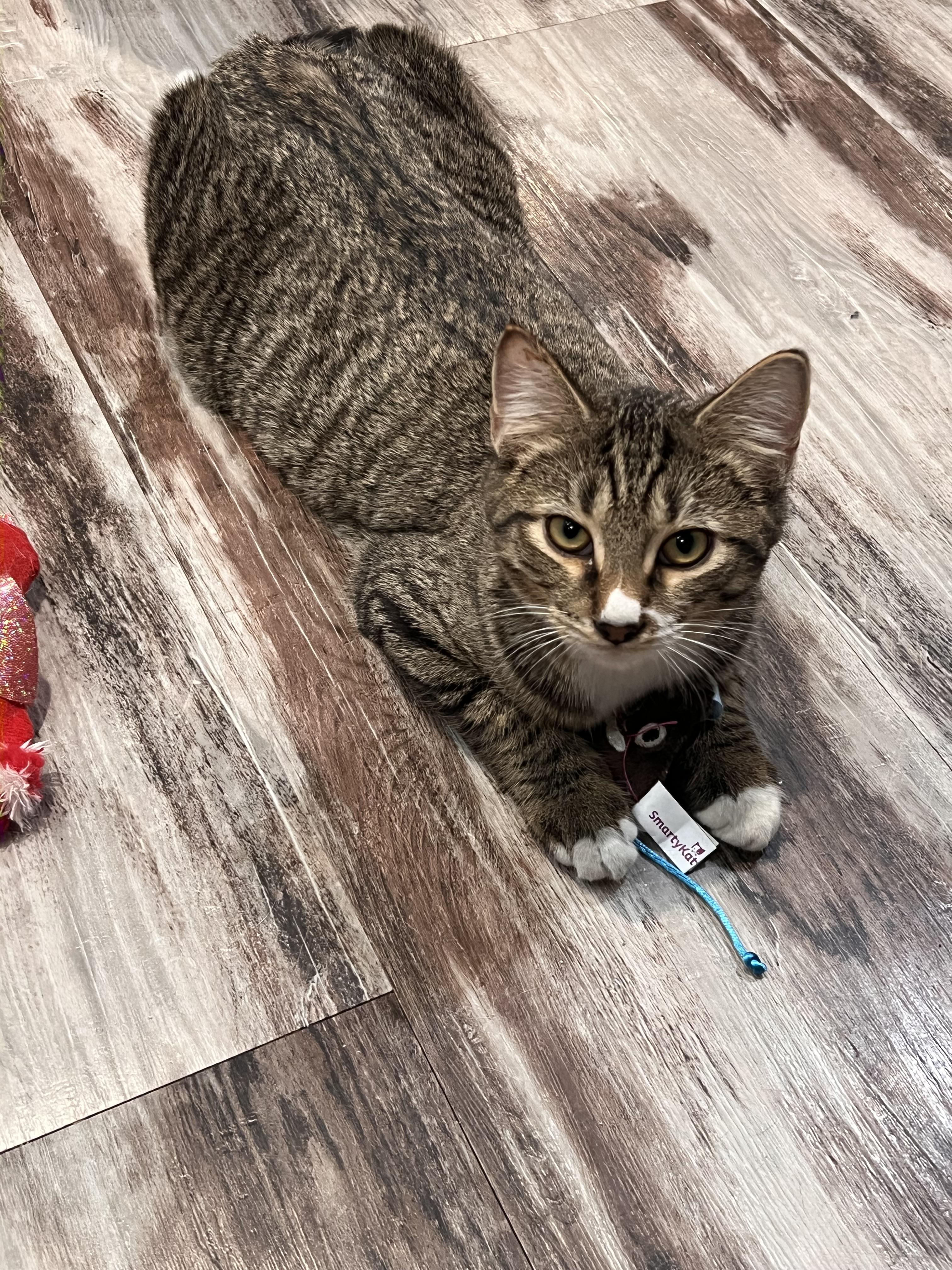 Enlarge Air Jordan, an adopted Domestic Short Hair in brant, MI image 4/6