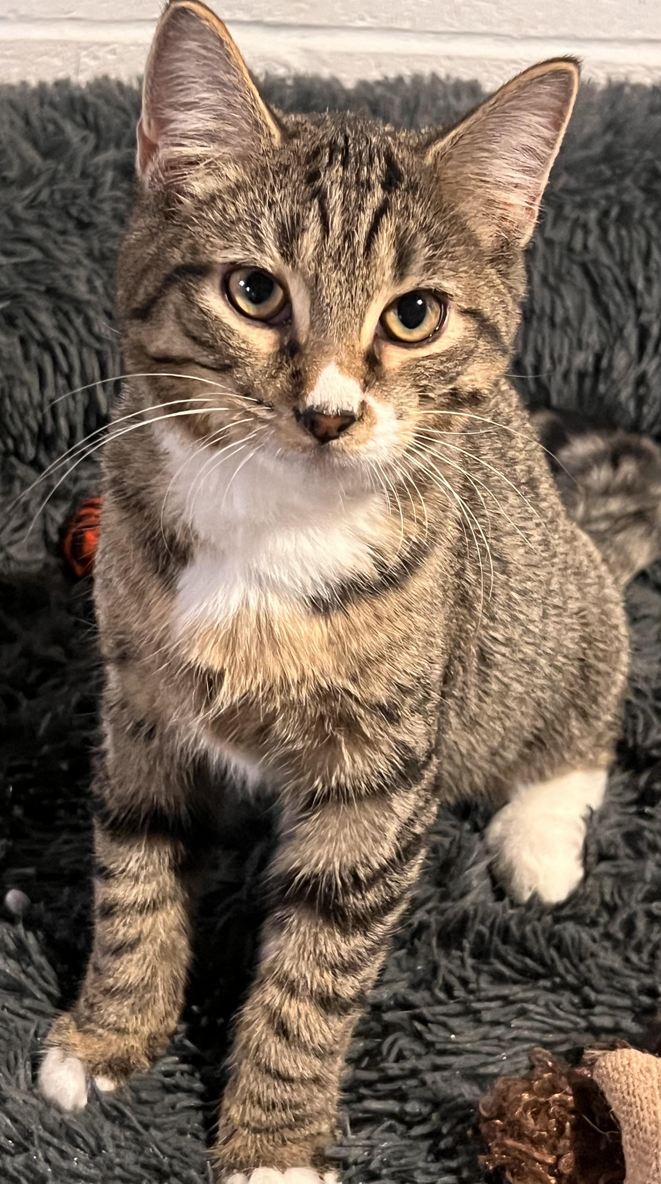Enlarge Air Jordan, an adopted Domestic Short Hair in brant, MI image 2/6