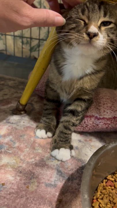 Enlarge Air Jordan, an adopted Domestic Short Hair in brant, MI video 3/6