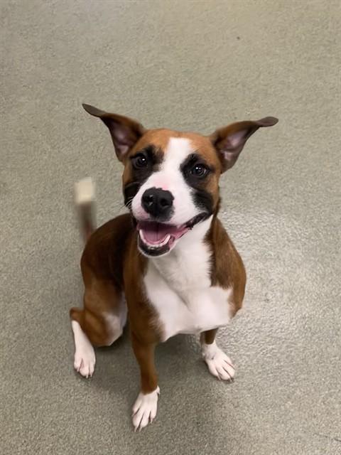BELLA, Adoptable, Young Female Terrier & Boxer.