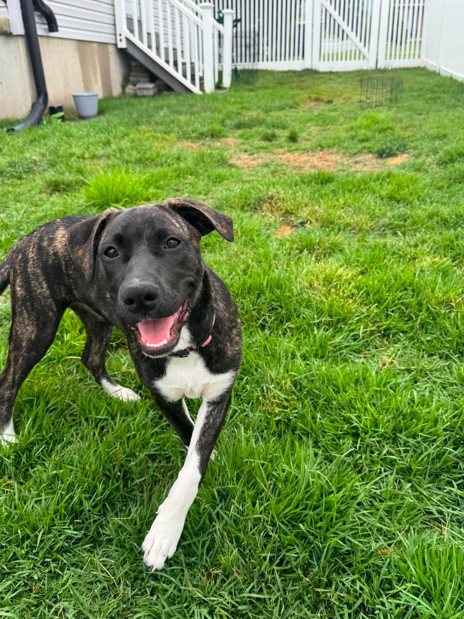 Enlarge Gia, an adopted mixed breed in Hatfield, PA image 2/5