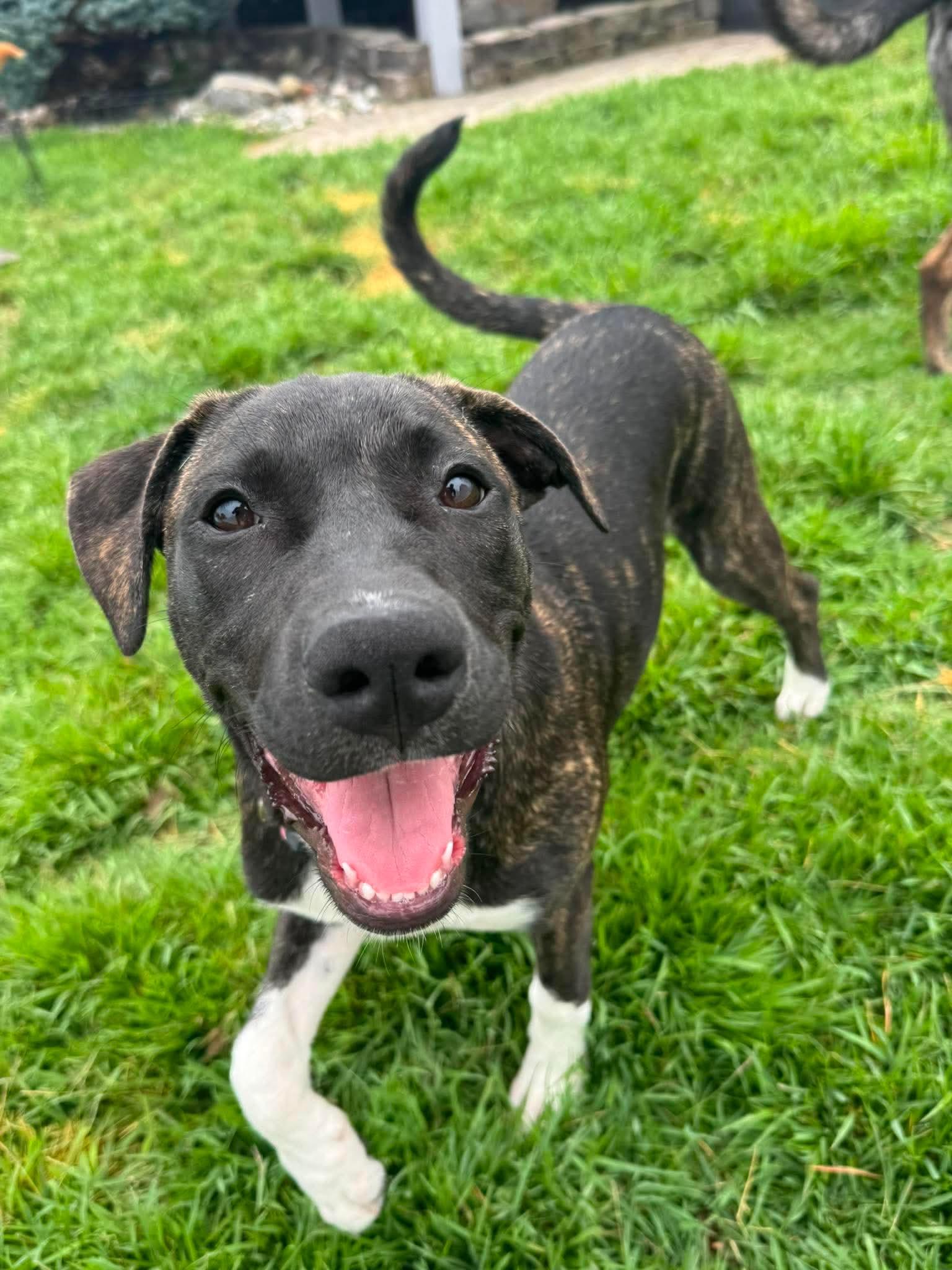 Enlarge Gia, an adopted mixed breed in Hatfield, PA image 5/5