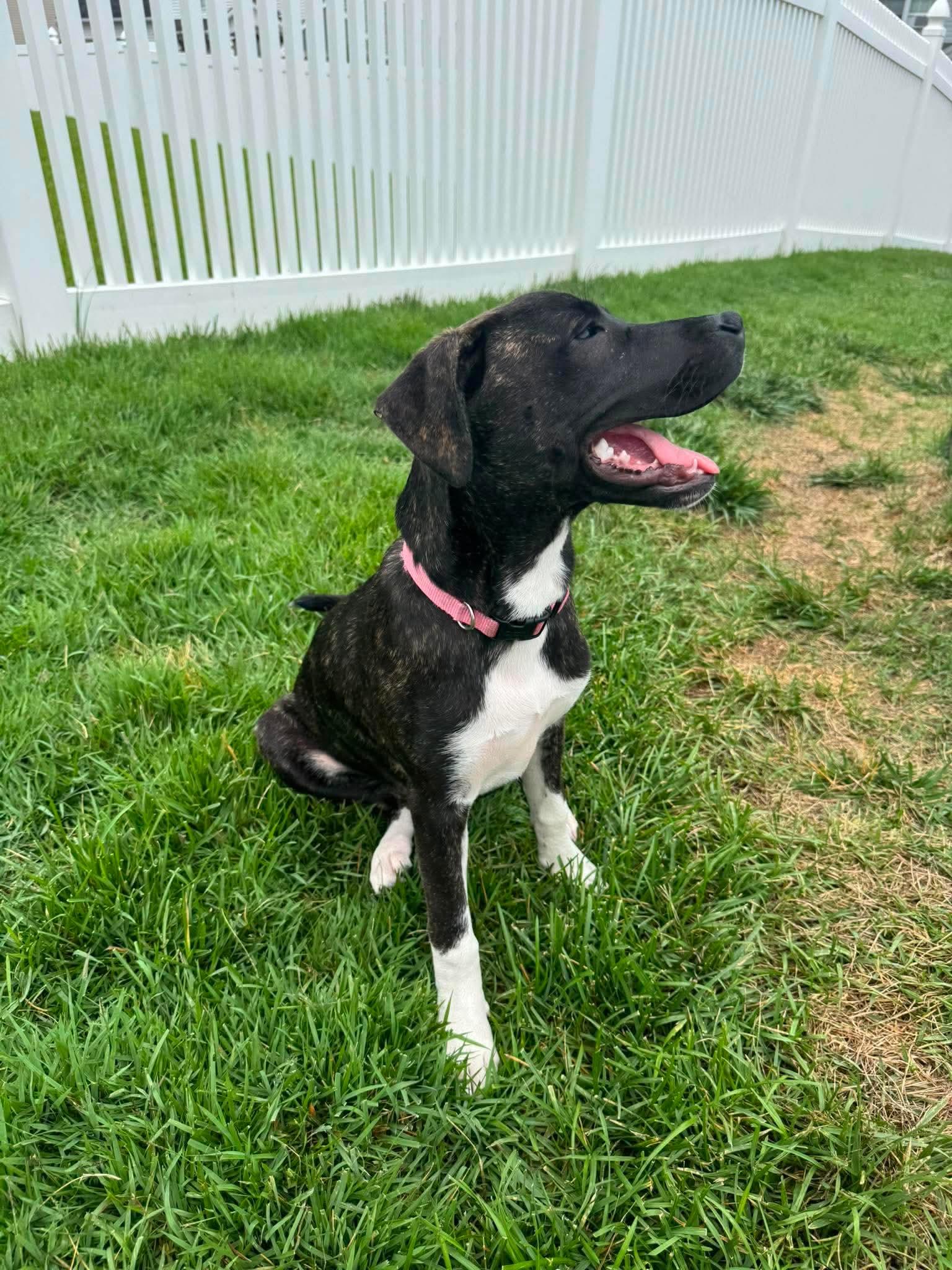 Enlarge Gia, an adopted mixed breed in Hatfield, PA image 4/5