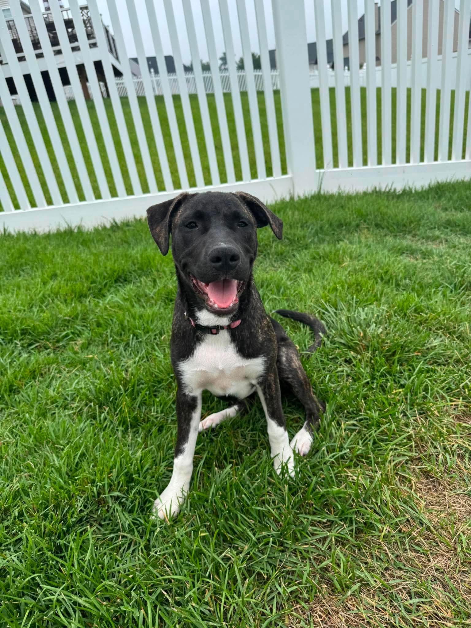 Enlarge Gia, an adopted mixed breed in Hatfield, PA image 3/5