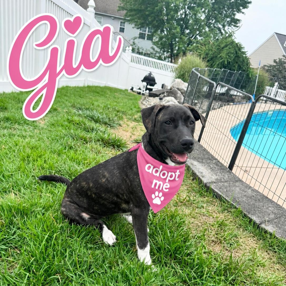 Gia, adopted, Puppy Female Labrador Retriever & Plott Hound.