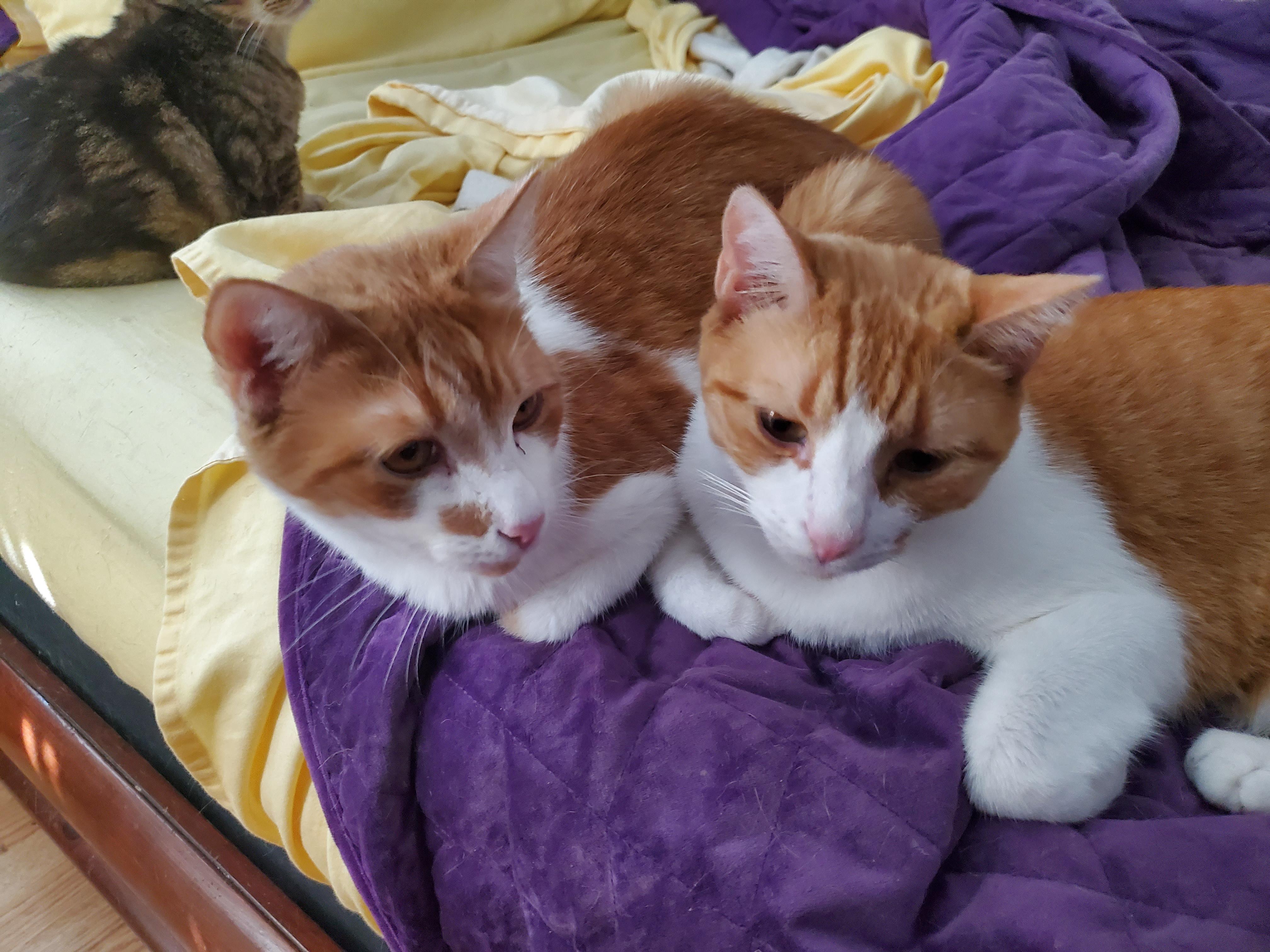 Frito & Nacho, a Adopted mixed breed in Port Orange, FL image 1/3