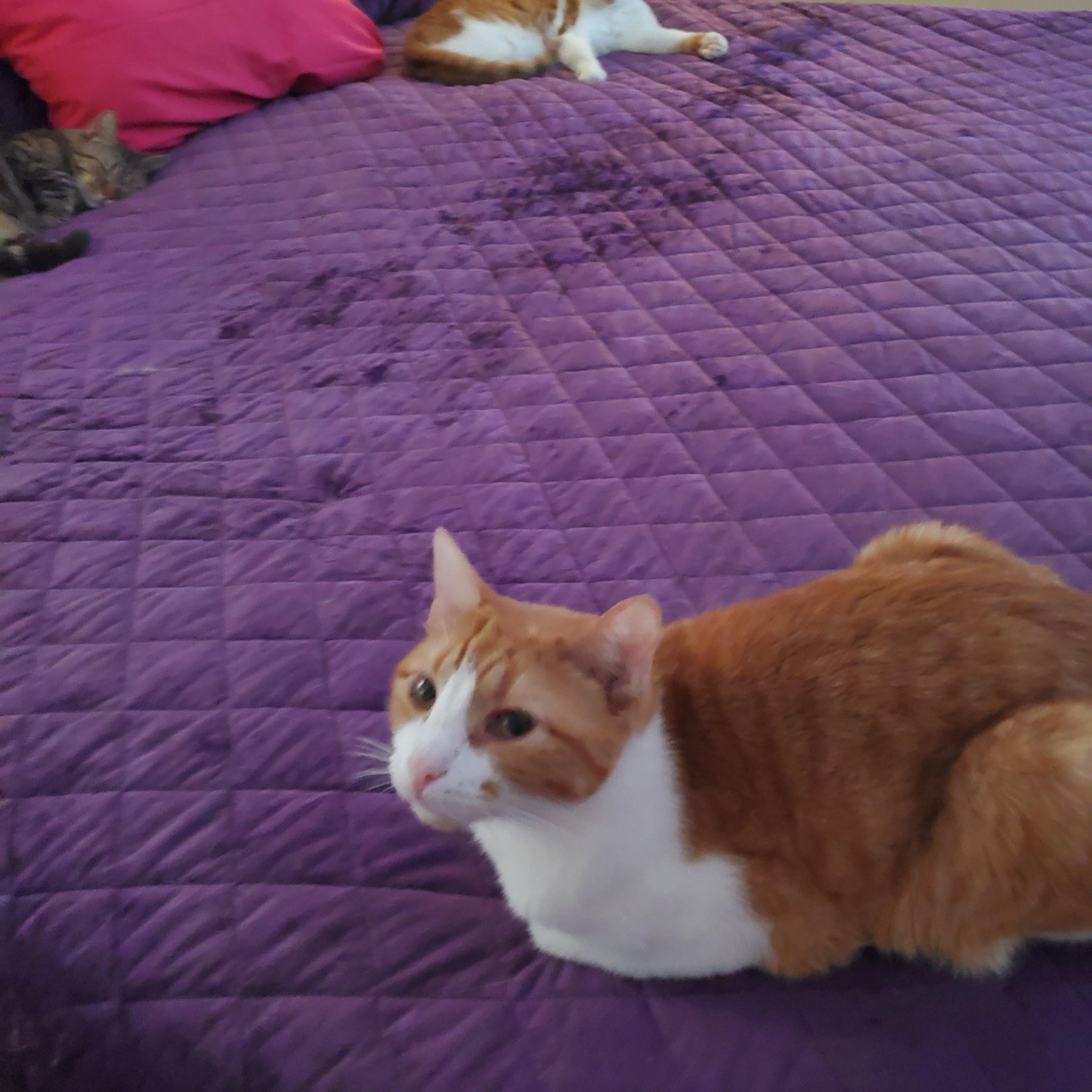 Frito & Nacho, a Adopted mixed breed in Port Orange, FL image 3/3