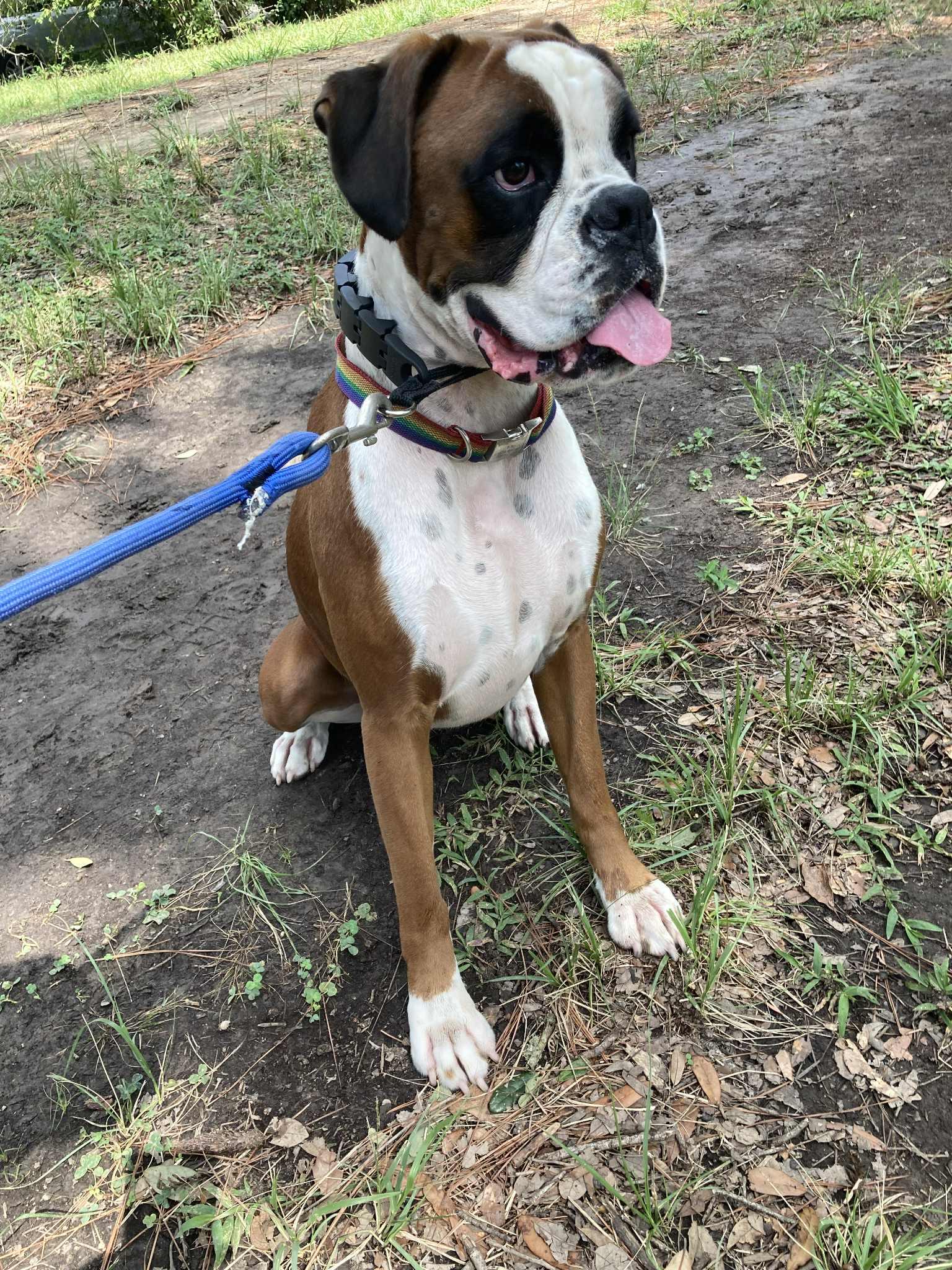 Enlarge Moe, a Adopted Boxer in Monticello, NY image 1/3