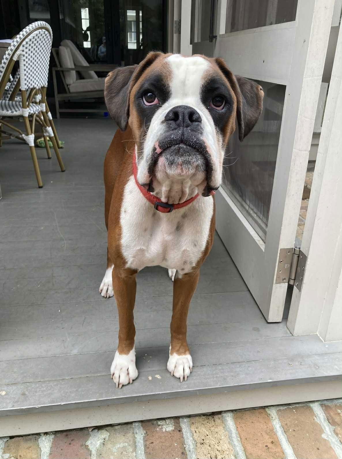 Enlarge Moe, a Adopted Boxer in Monticello, NY image 2/3