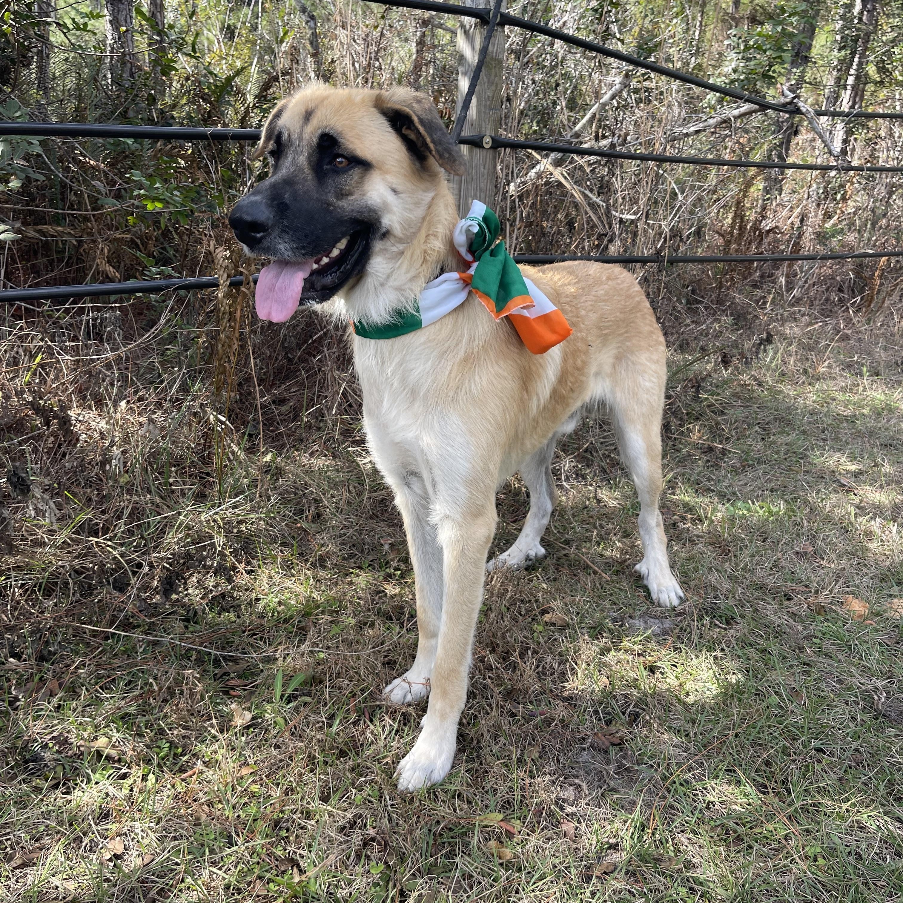 Enlarge Leeroy, an adopted mixed breed in Sebring, FL image 4/5
