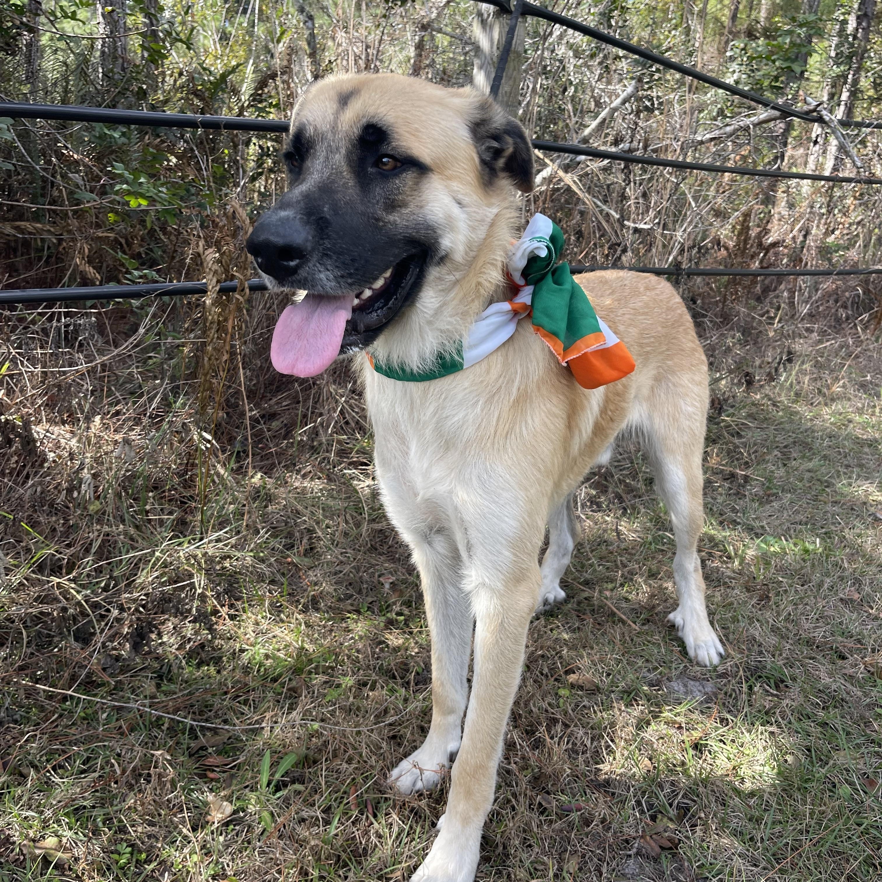 Enlarge Leeroy, an adopted mixed breed in Sebring, FL image 3/5