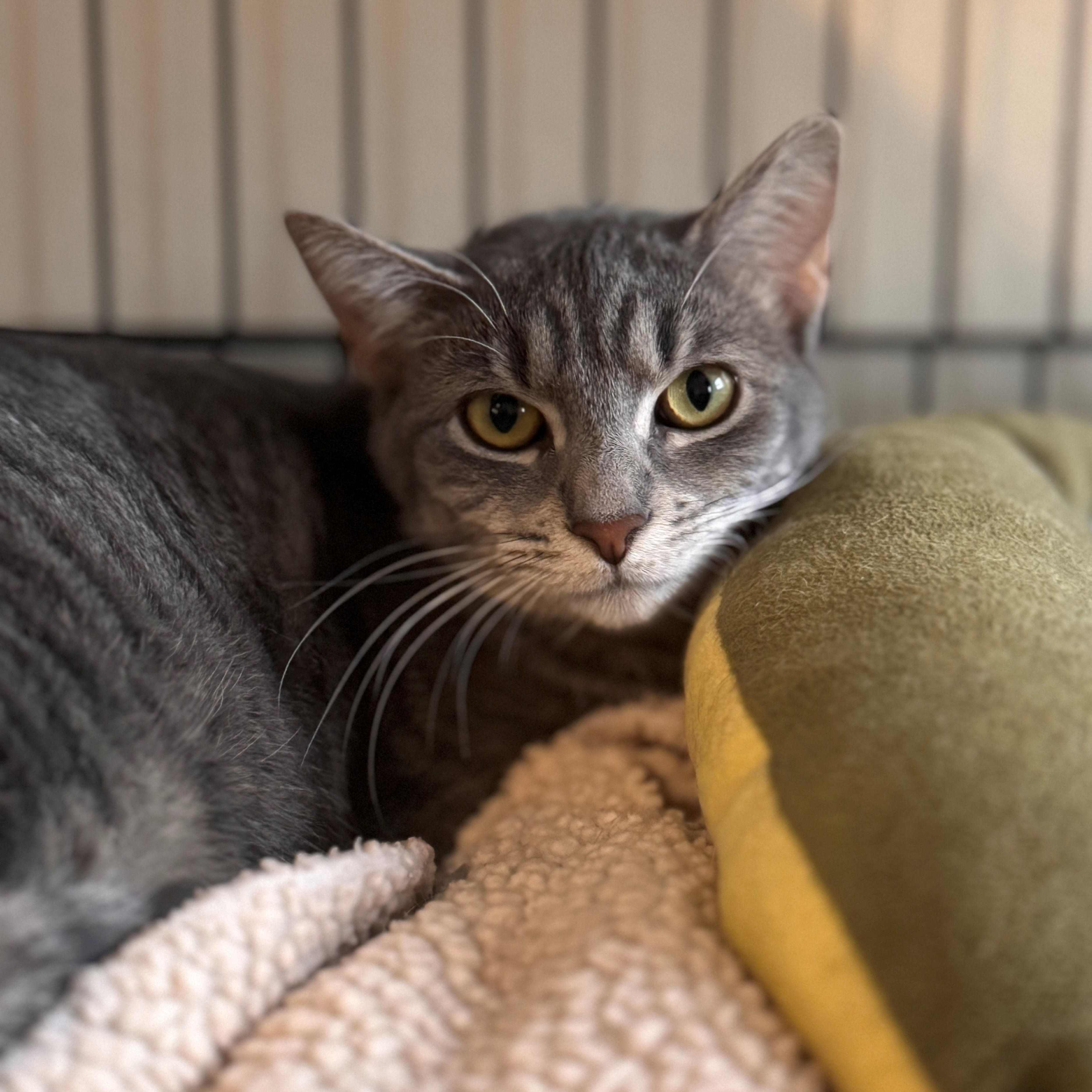 Ducky, Adoptable, Young Female Domestic Short Hair.
