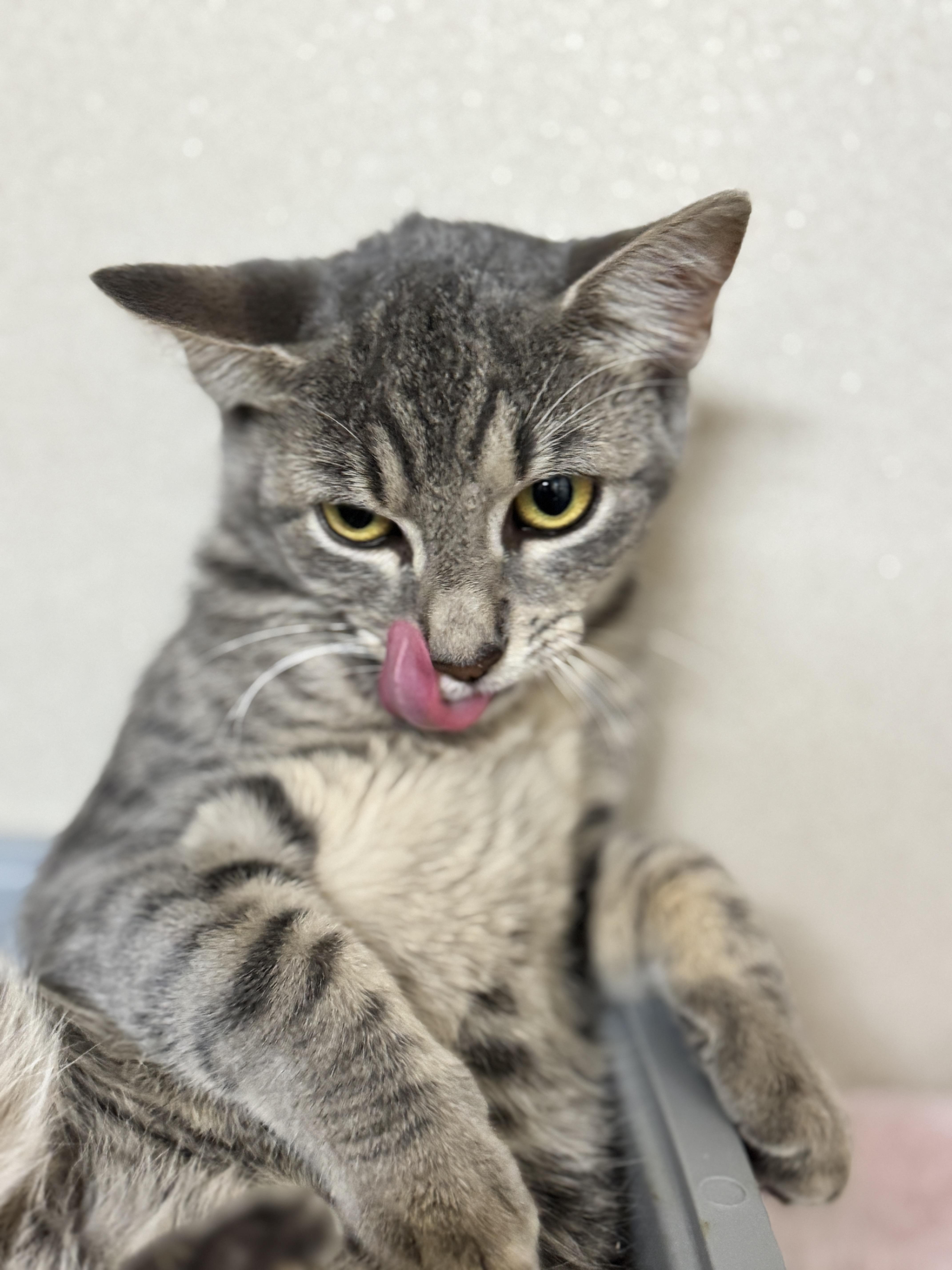 Enlarge Ducky, a Adoptable Domestic Short Hair in Hackensack, MN image 1/1