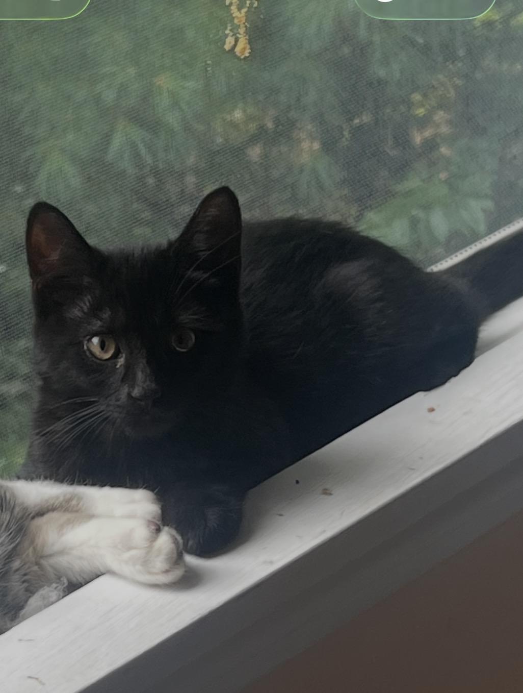 August & Autumn, adopted, Kitten Male Domestic Short Hair.