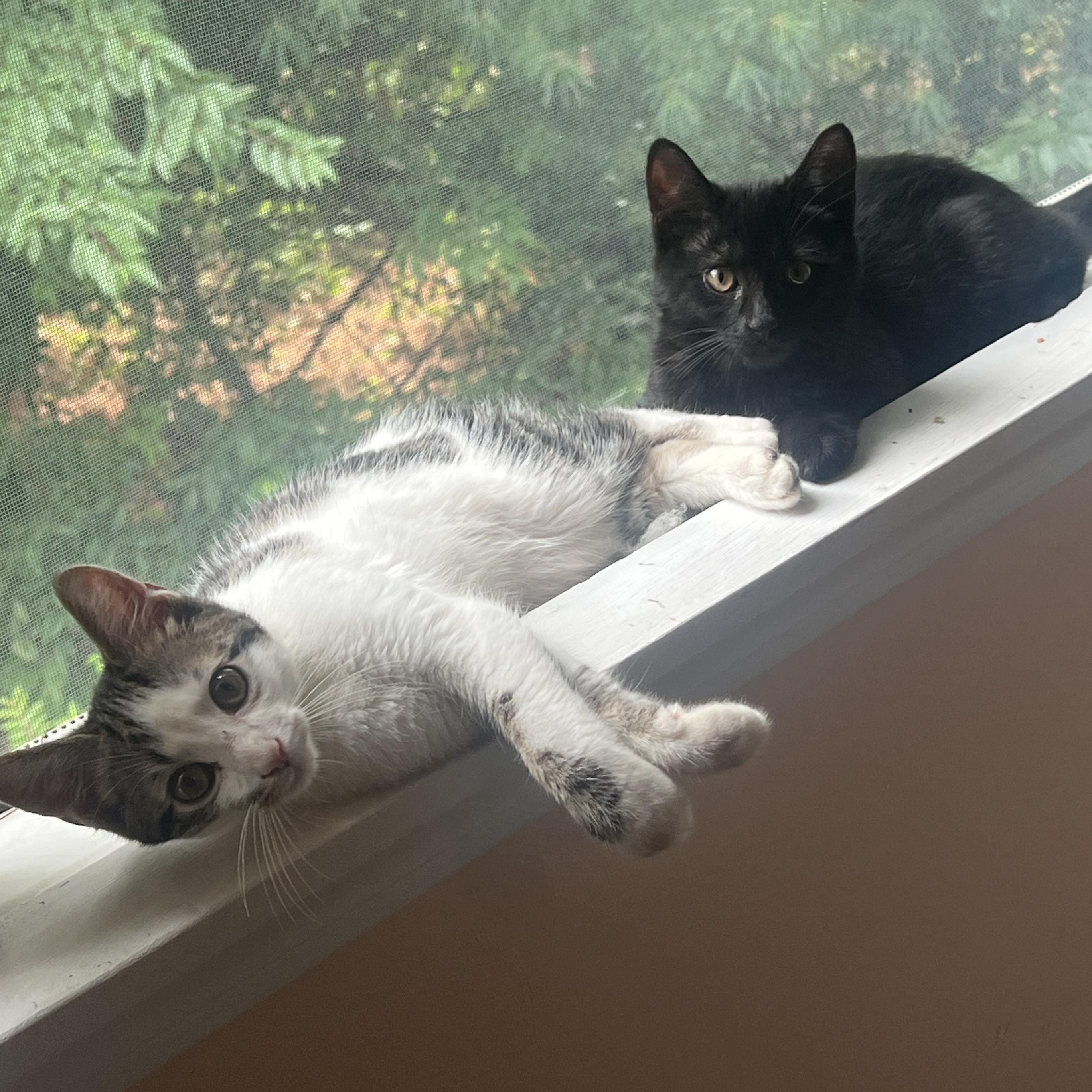 August & Autumn, an adopted Domestic Short Hair in Andover, CT image 3/5