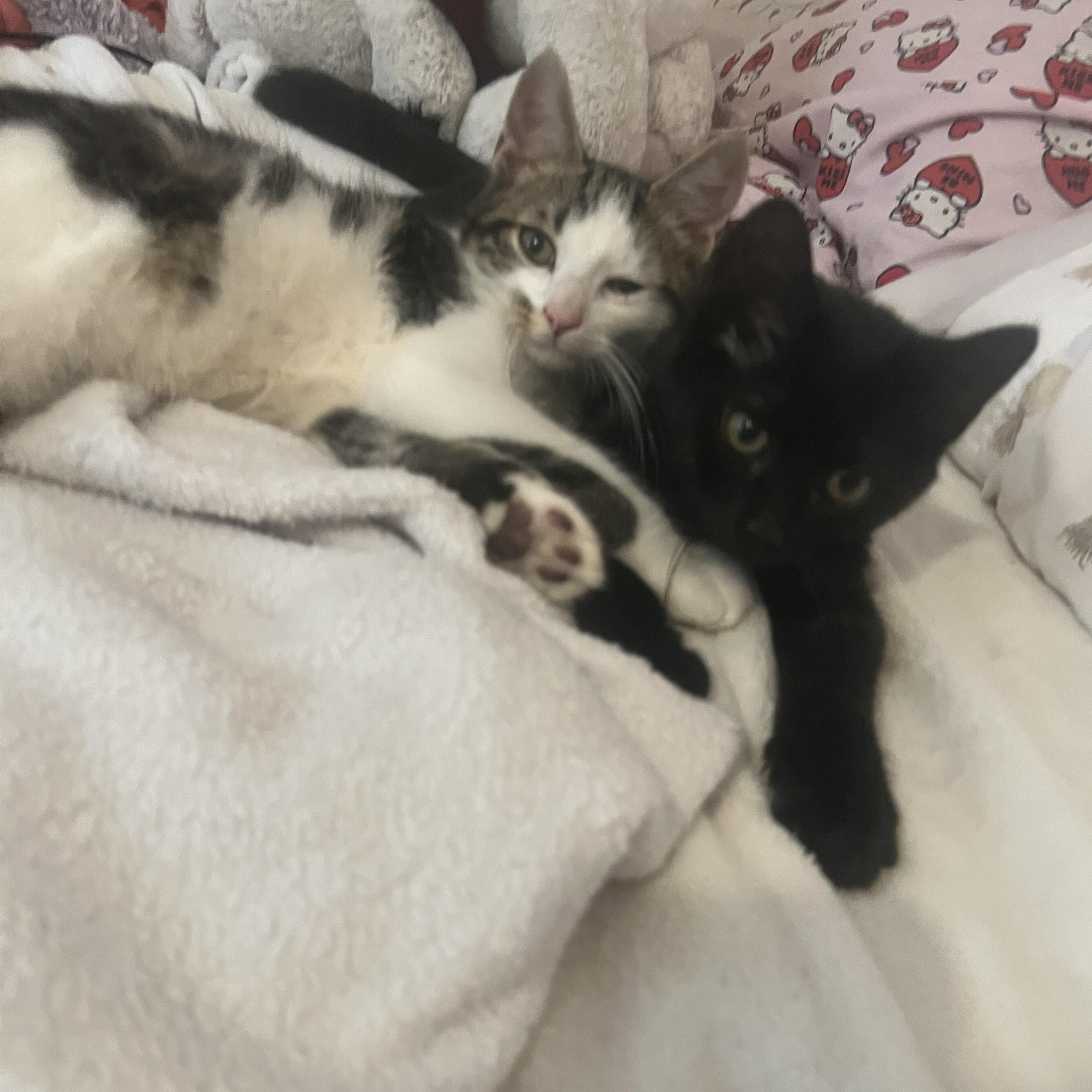 August & Autumn, an adopted Domestic Short Hair in Andover, CT image 4/5