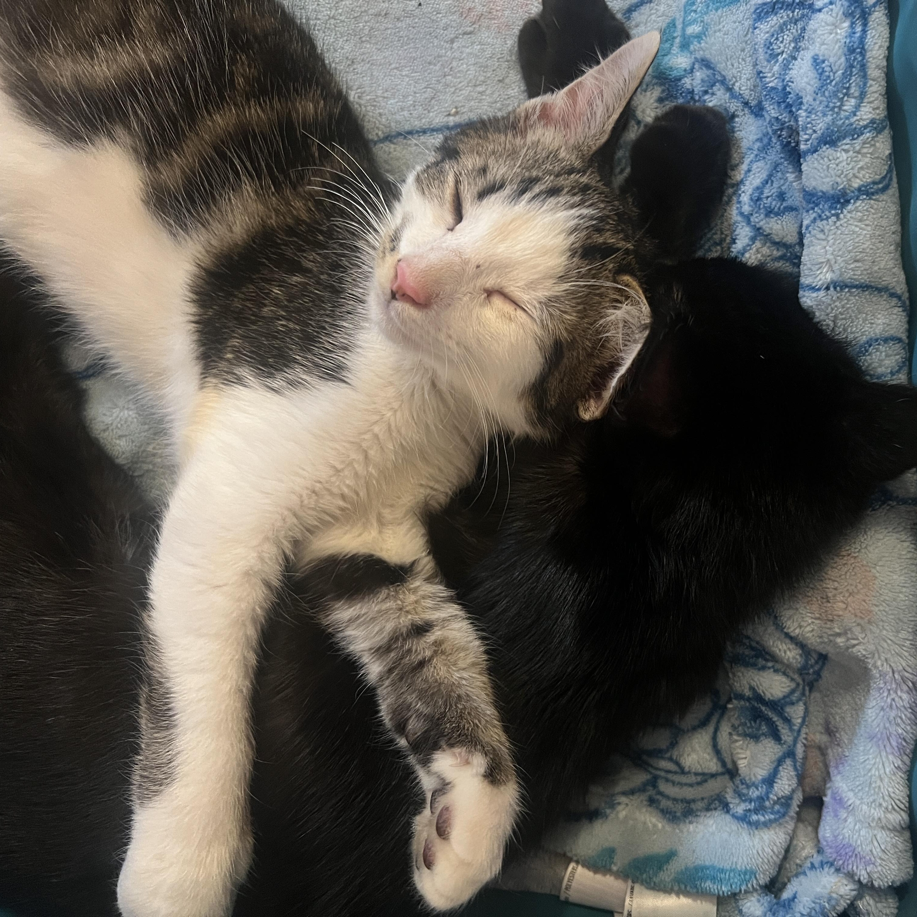 August & Autumn, an adopted Domestic Short Hair in Andover, CT image 2/5