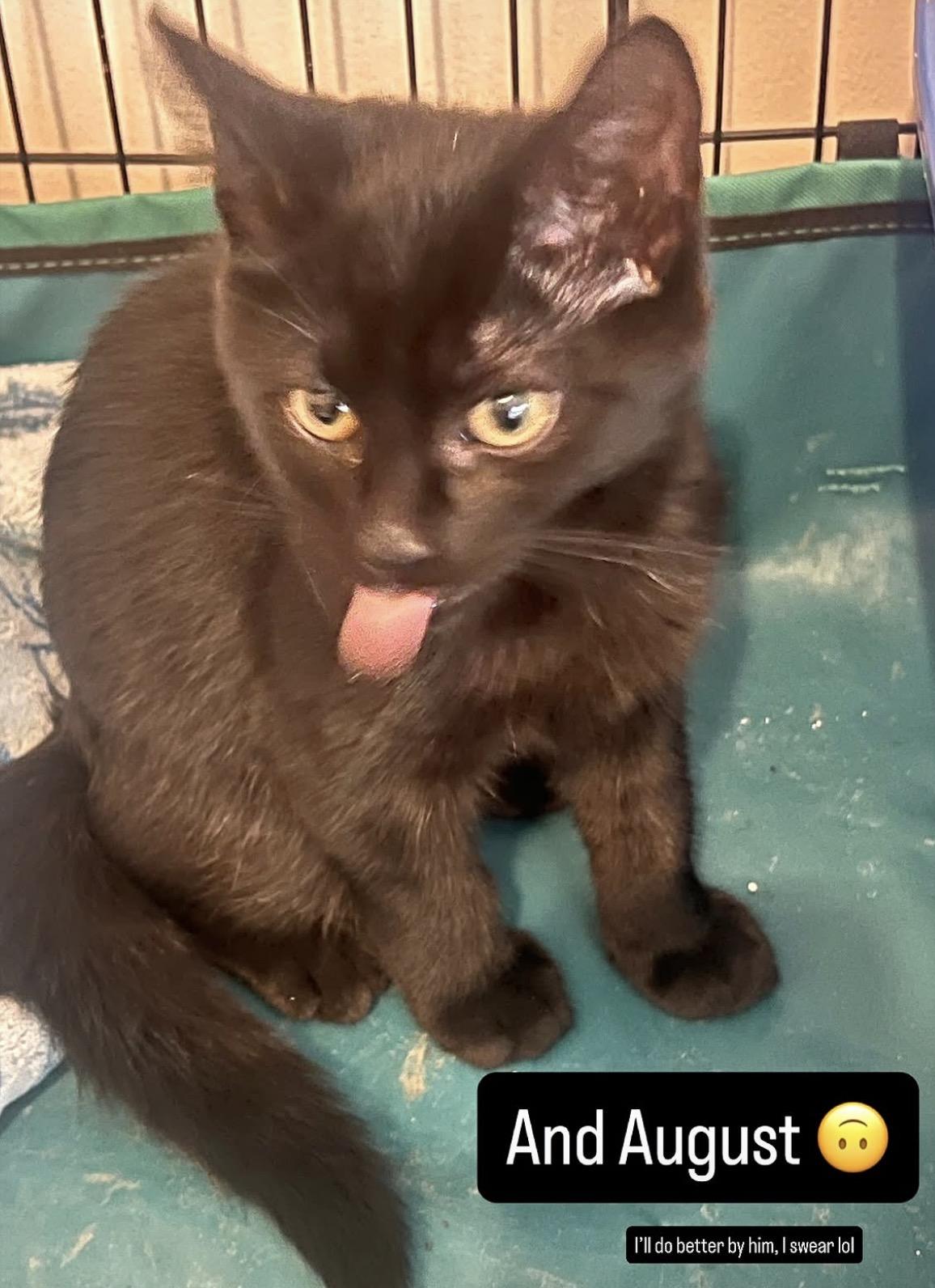 August & Autumn, an adopted Domestic Short Hair in Andover, CT image 5/5