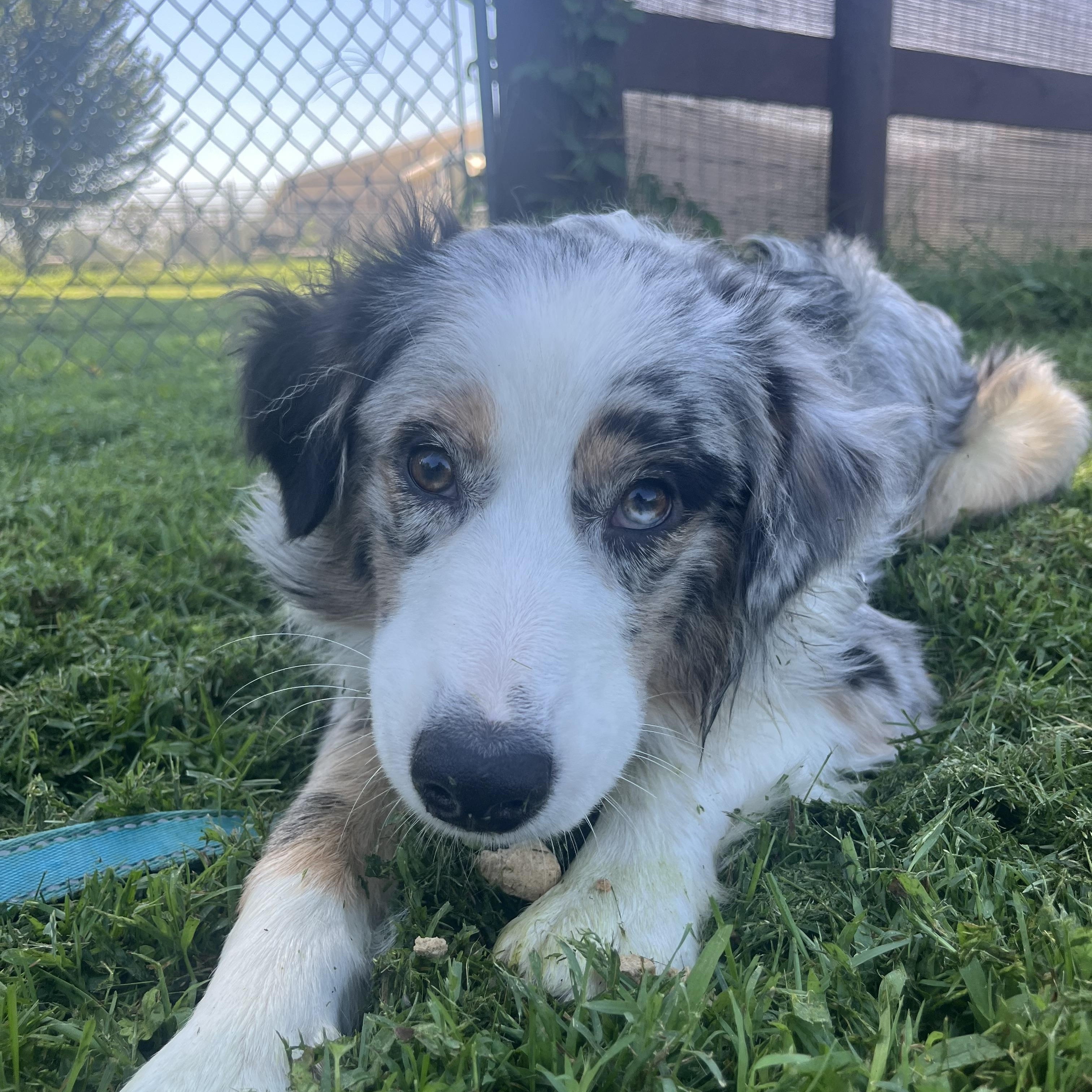 Enlarge Phantom, a Adopted mixed breed in Fairfax, VA image 5/5