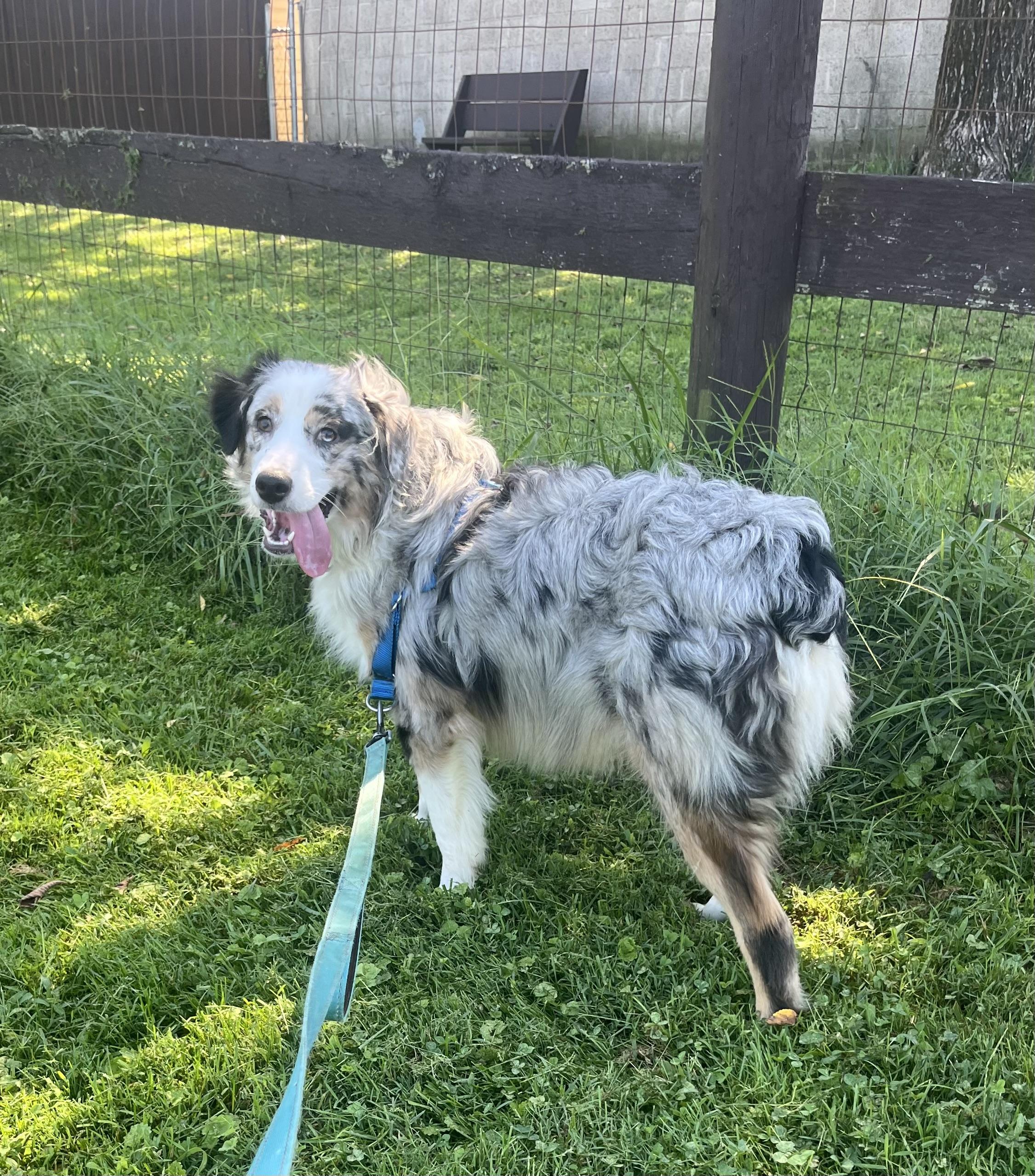 Enlarge Phantom, a Adopted mixed breed in Fairfax, VA image 2/5