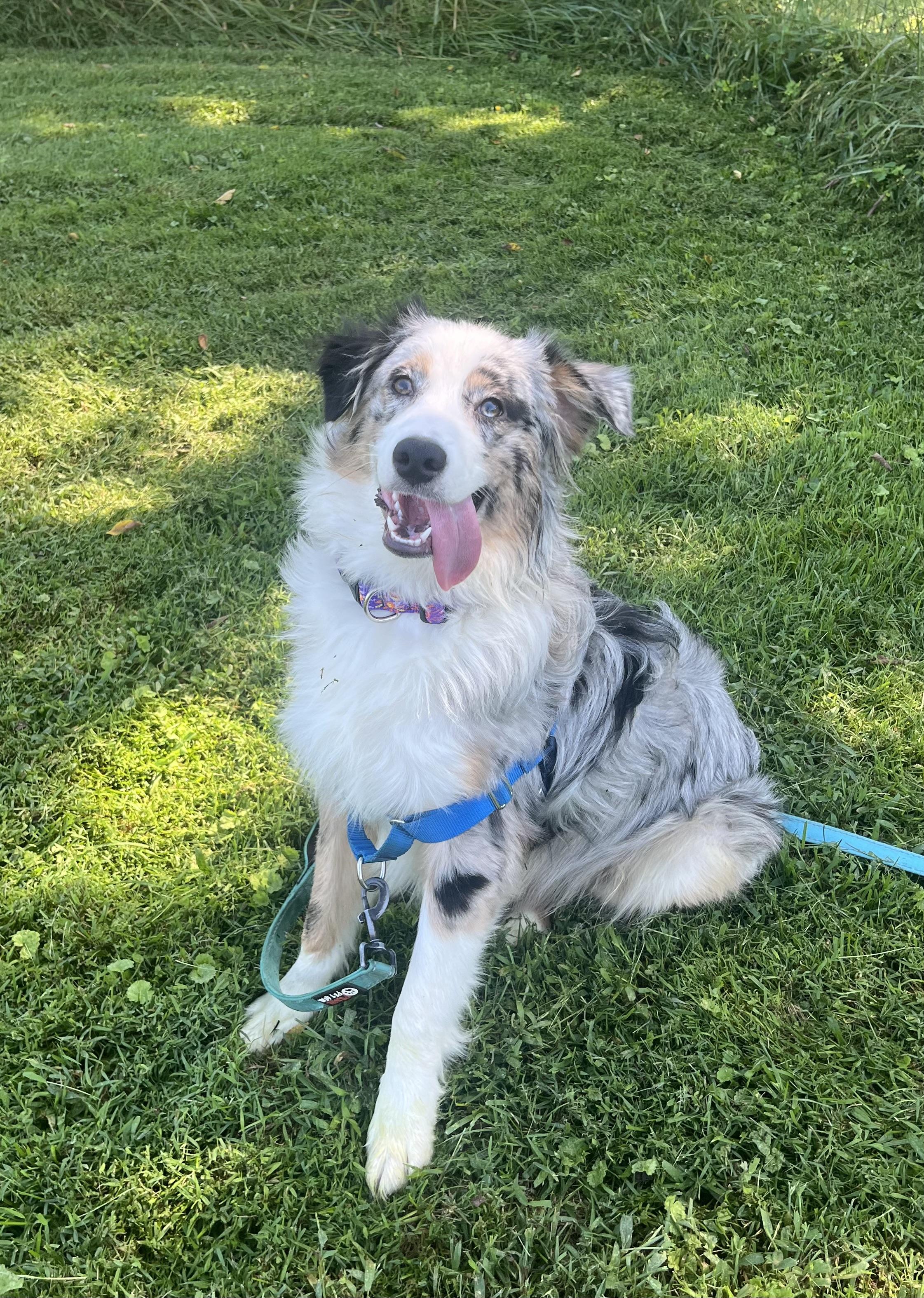 Phantom, Adopted, Young Male Australian Shepherd.