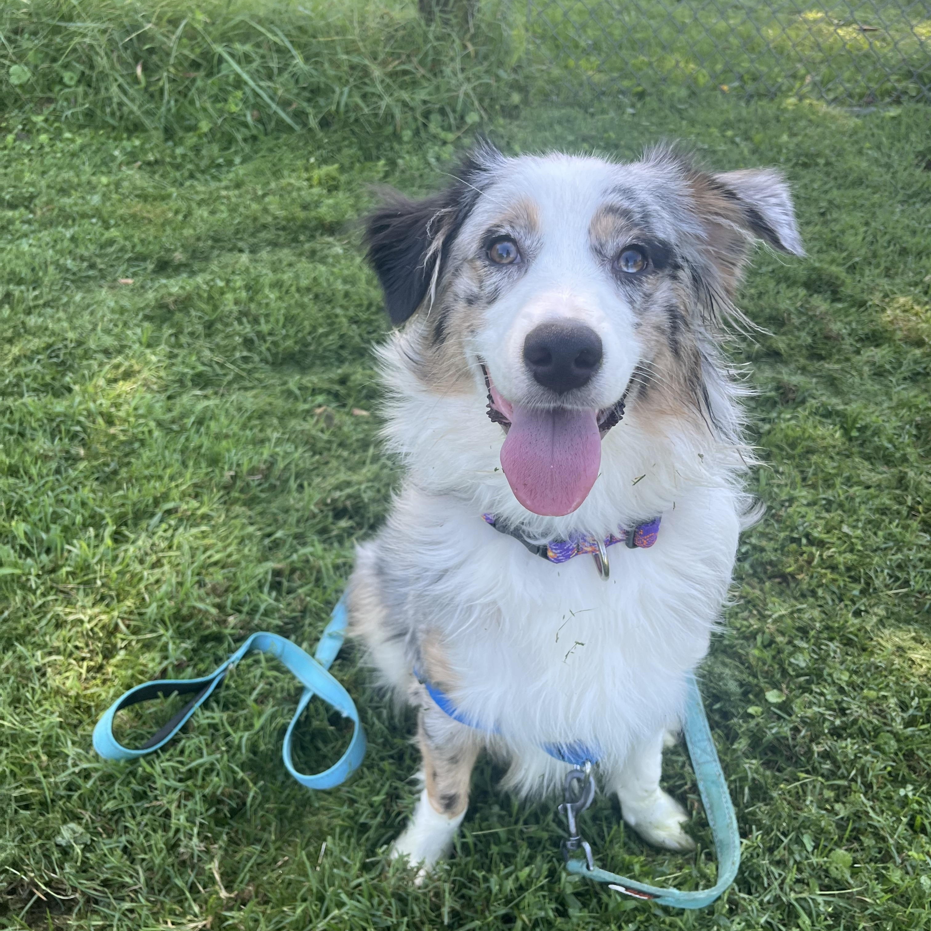 Enlarge Phantom, a Adopted mixed breed in Fairfax, VA image 3/5