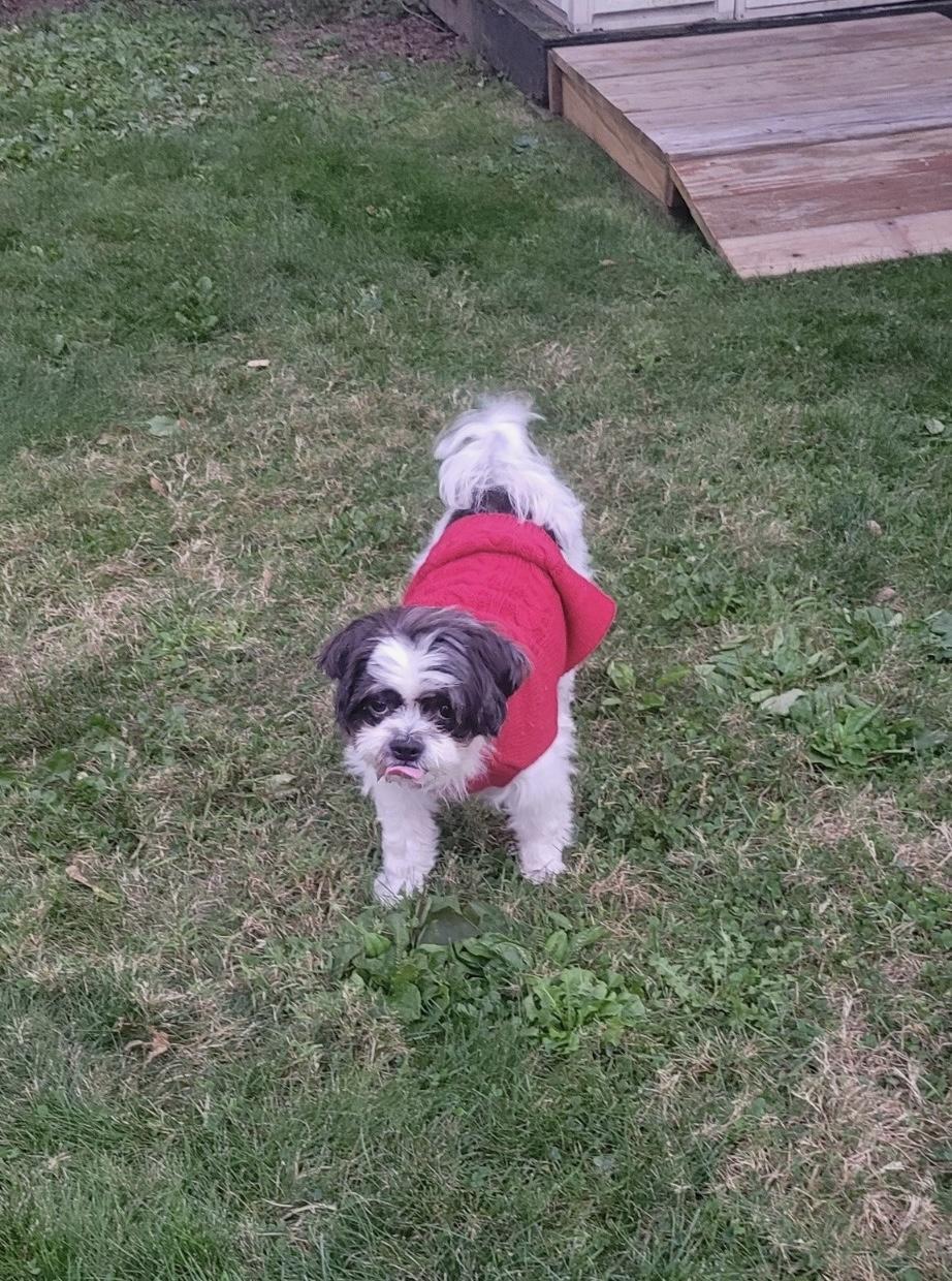 Penny, Adopted, Adult Female Shih Tzu.