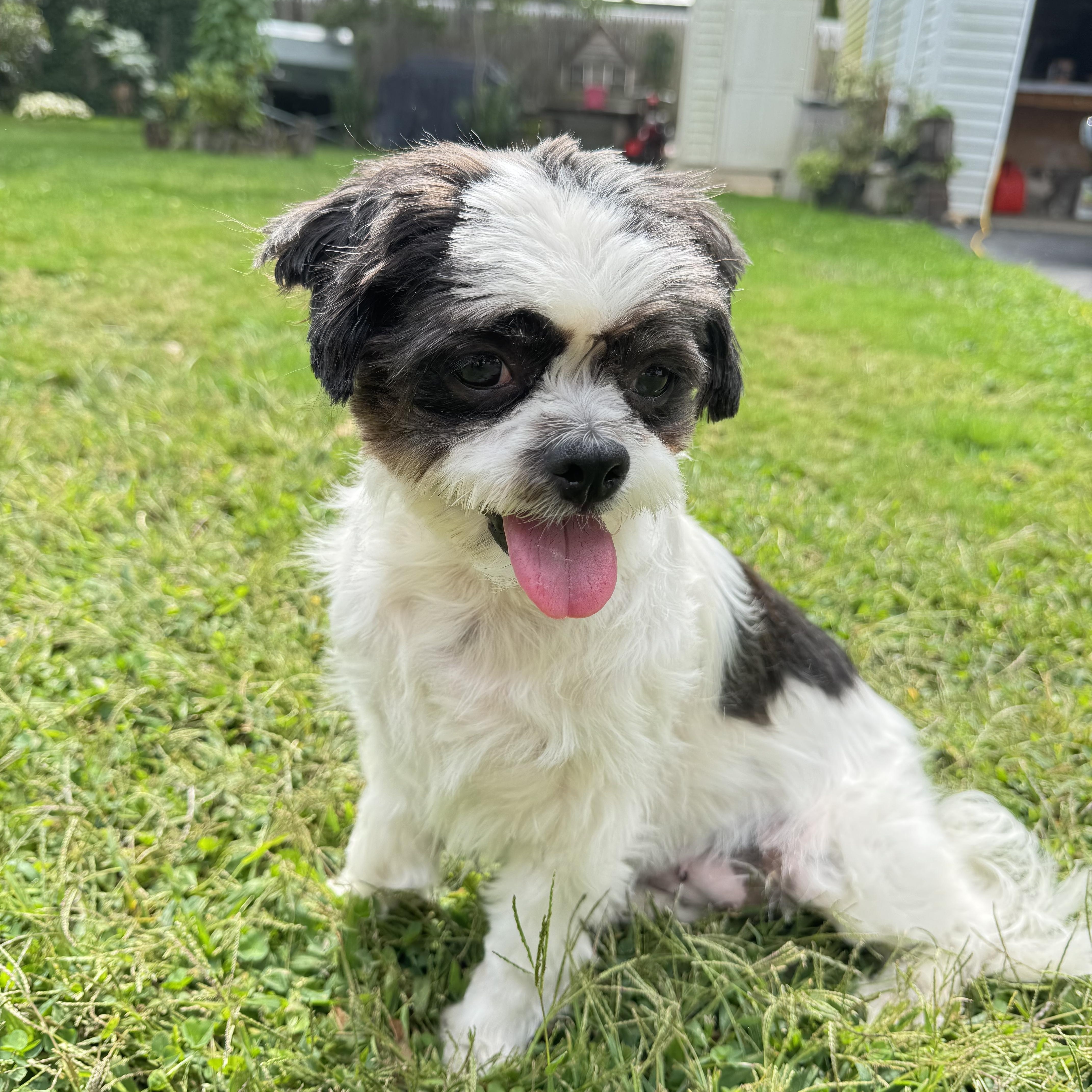 Penny, a Adopted mixed breed in Freeport, NY image 2/5