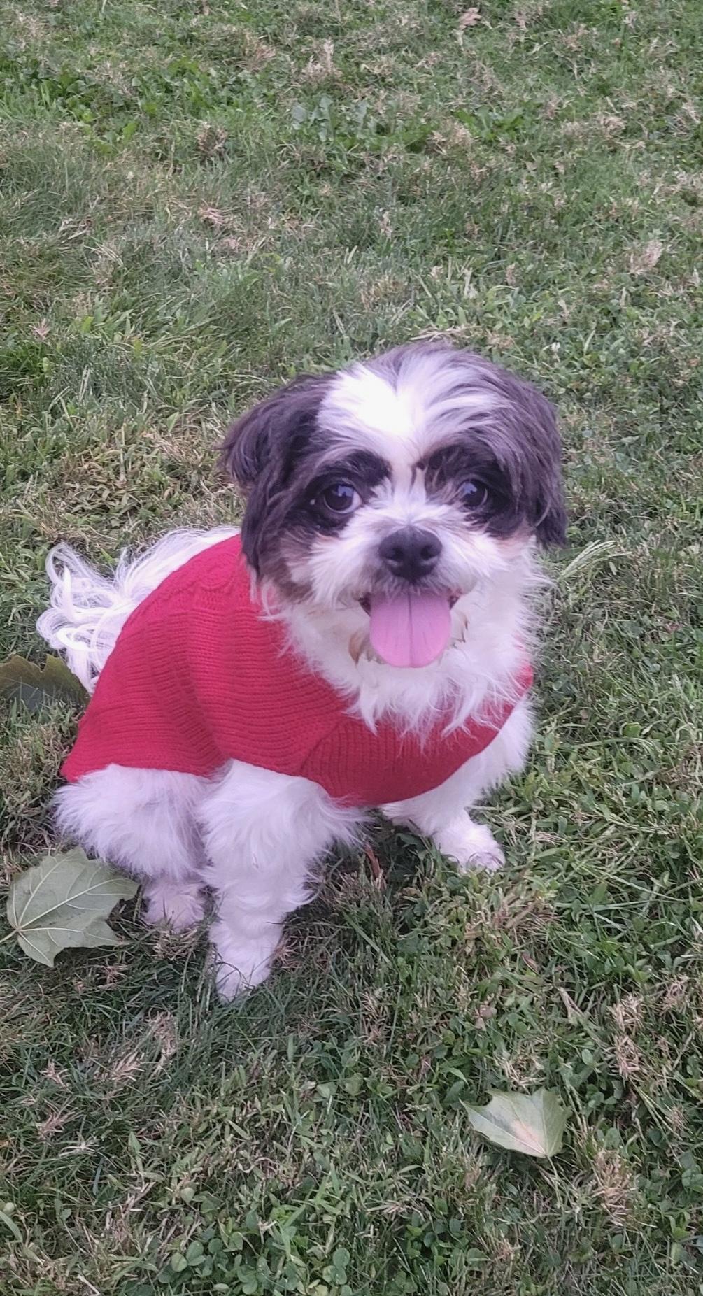 Penny, a Adopted mixed breed in Freeport, NY image 3/5