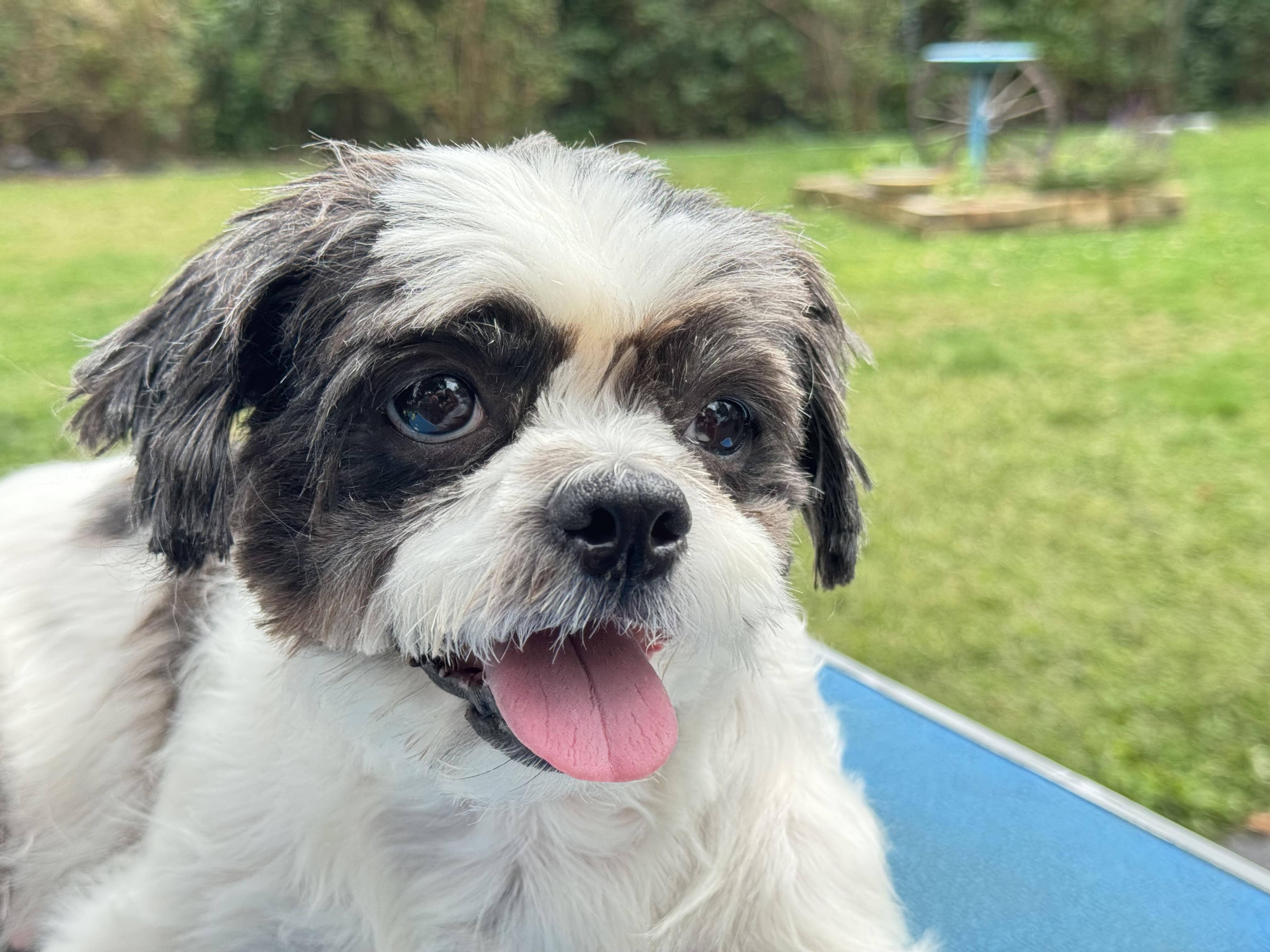 Penny, a Adopted mixed breed in Freeport, NY image 4/5